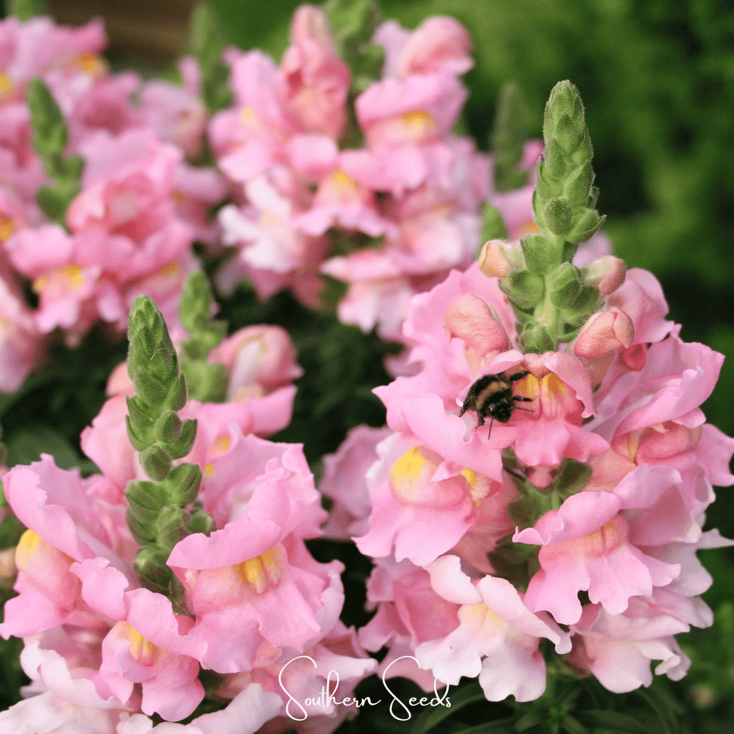 Rose Snapdragon ā 200 Seeds