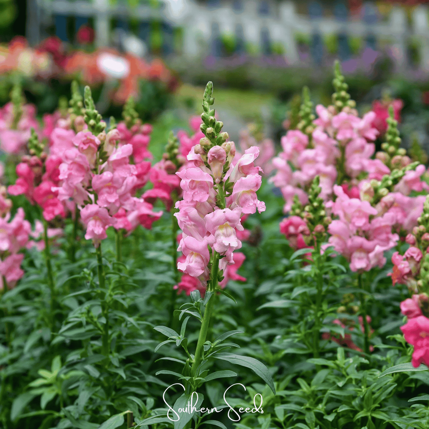 Rose Snapdragon ā 200 Seeds