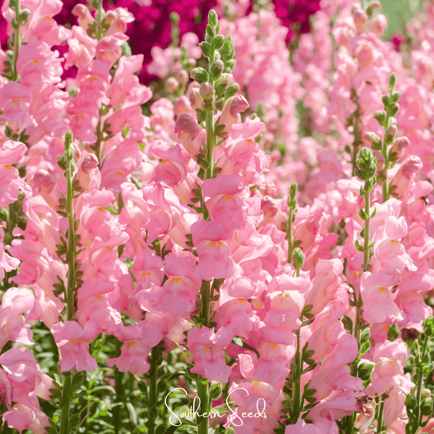Rose Snapdragon ā 200 Seeds