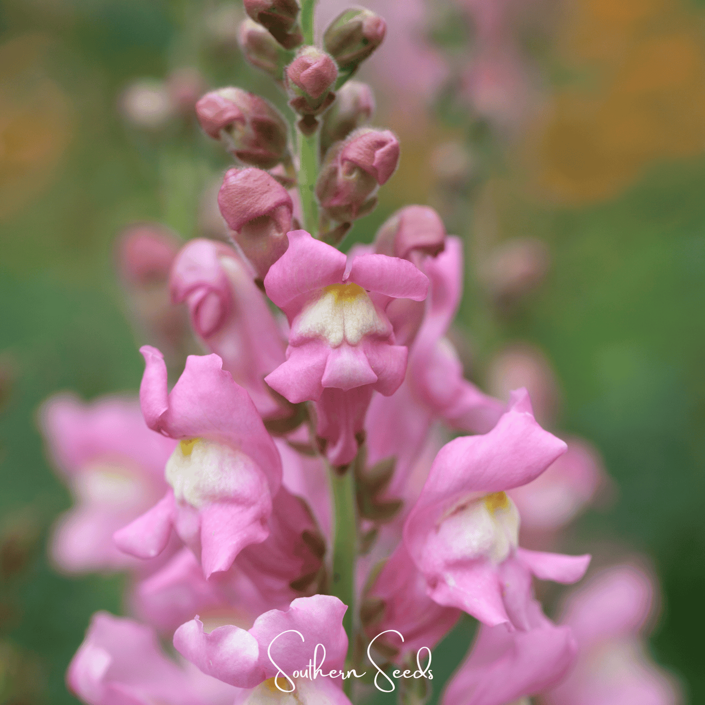 Rose Snapdragon ā 200 Seeds