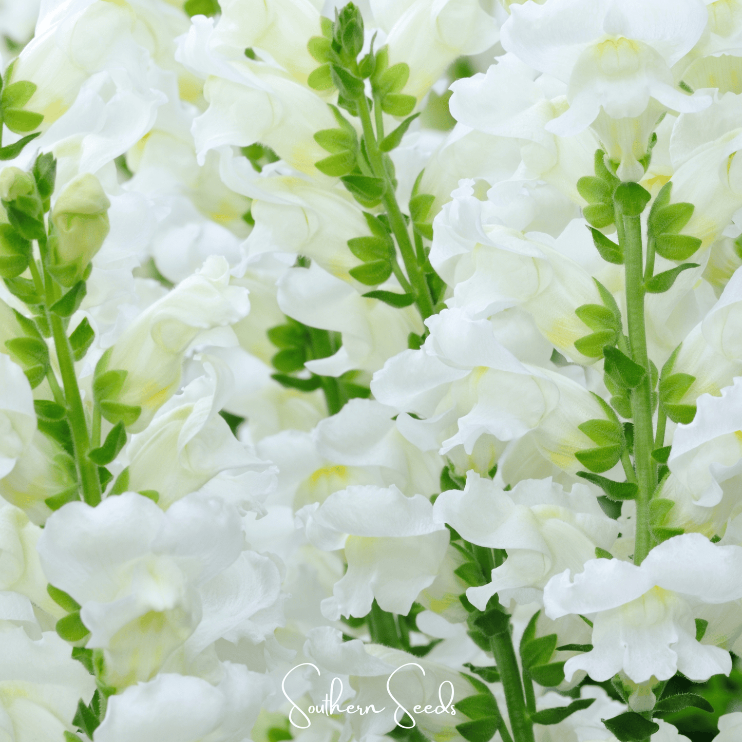 Snowflake Snapdragon (Antirrhinum majus) ā 200 Seeds