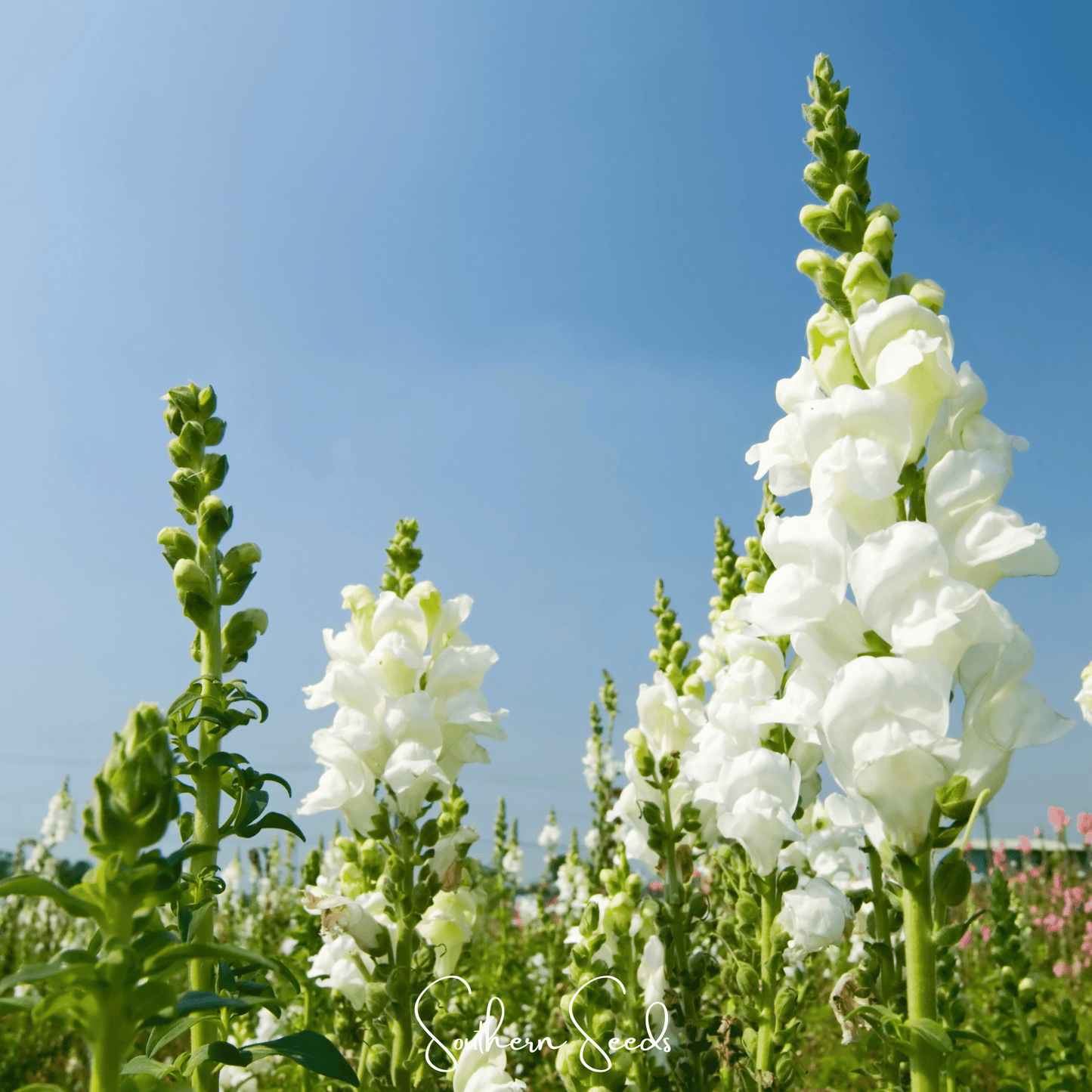 Snowflake Snapdragon (Antirrhinum majus) ā 200 Seeds