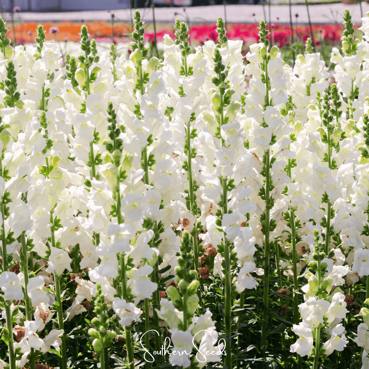 Snowflake Snapdragon (Antirrhinum majus) ā 200 Seeds