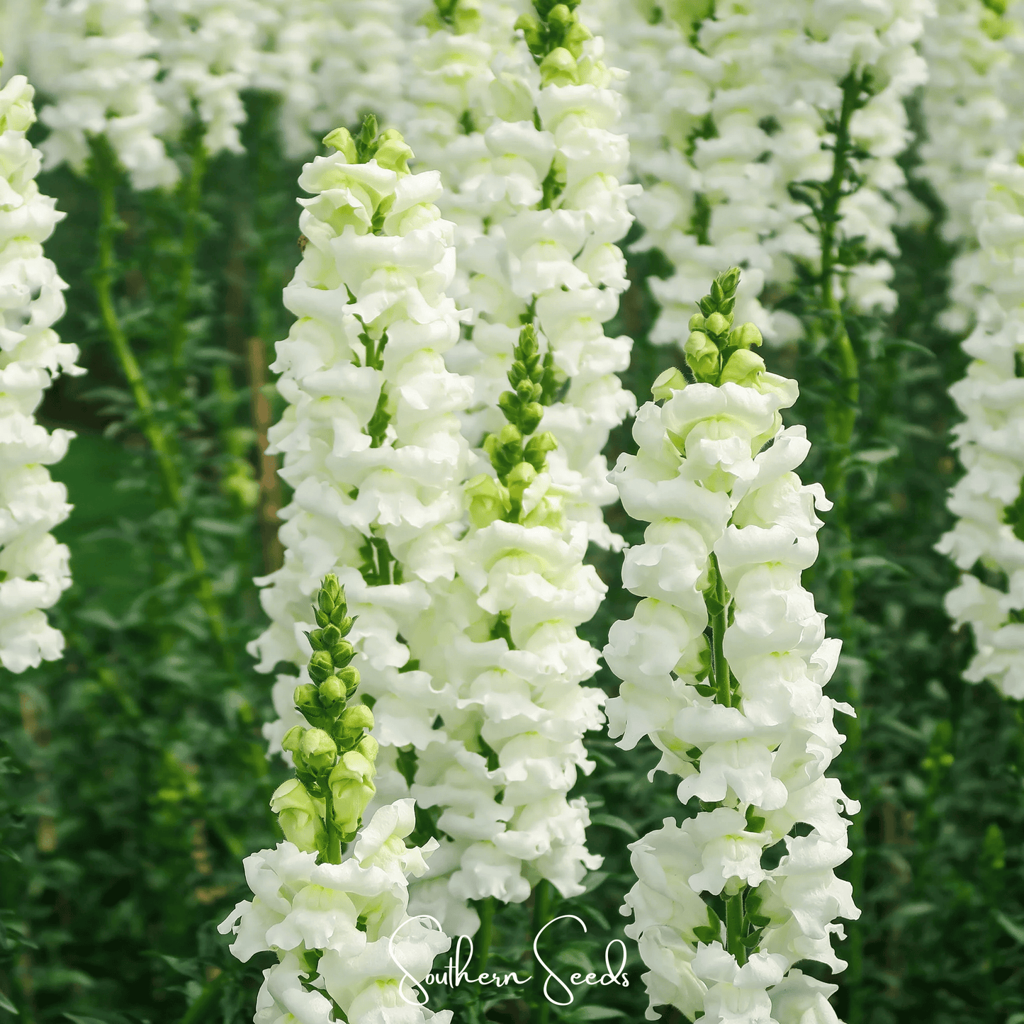 Snowflake Snapdragon (Antirrhinum majus) ā 200 Seeds