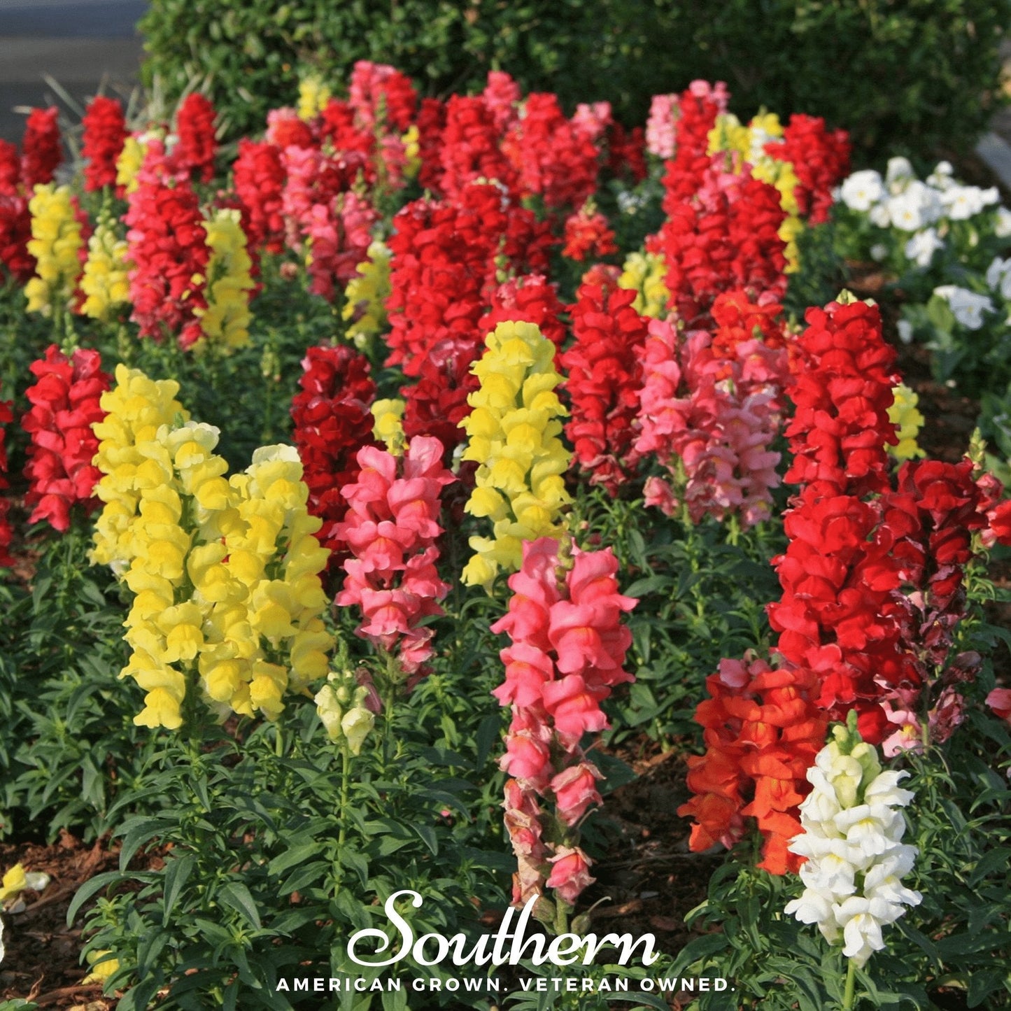 Tetra Snapdragon Mix ā 200 Seeds