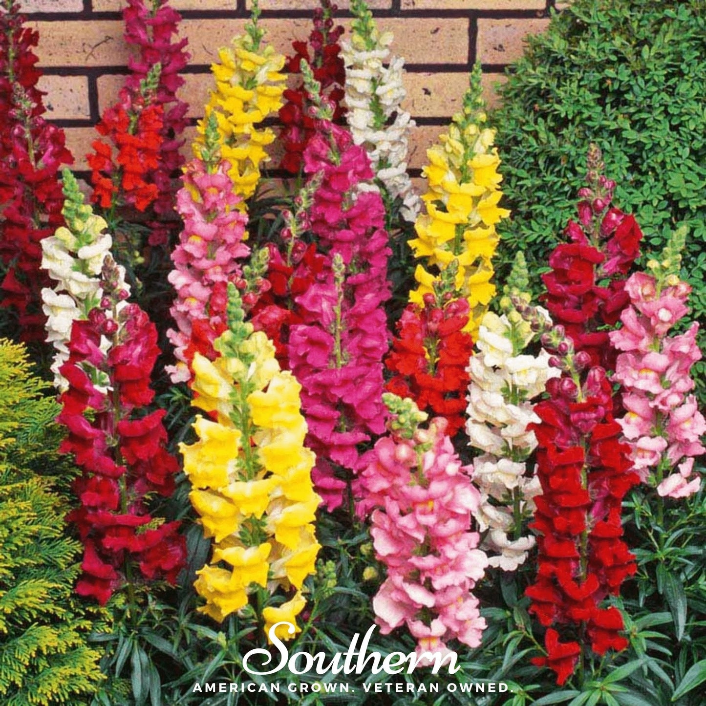 Tetra Snapdragon Mix ā 200 Seeds