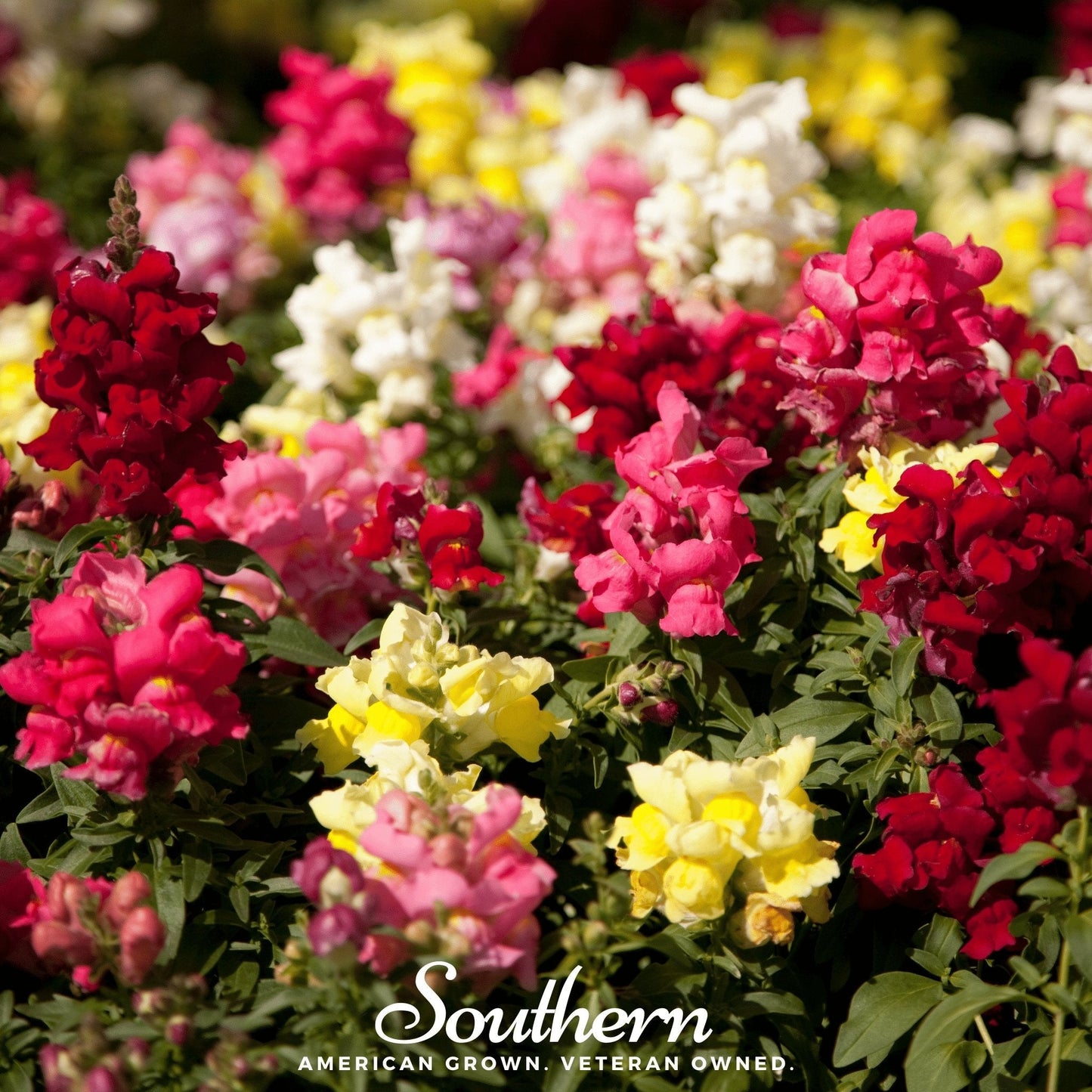 Tetra Snapdragon Mix ā 200 Seeds