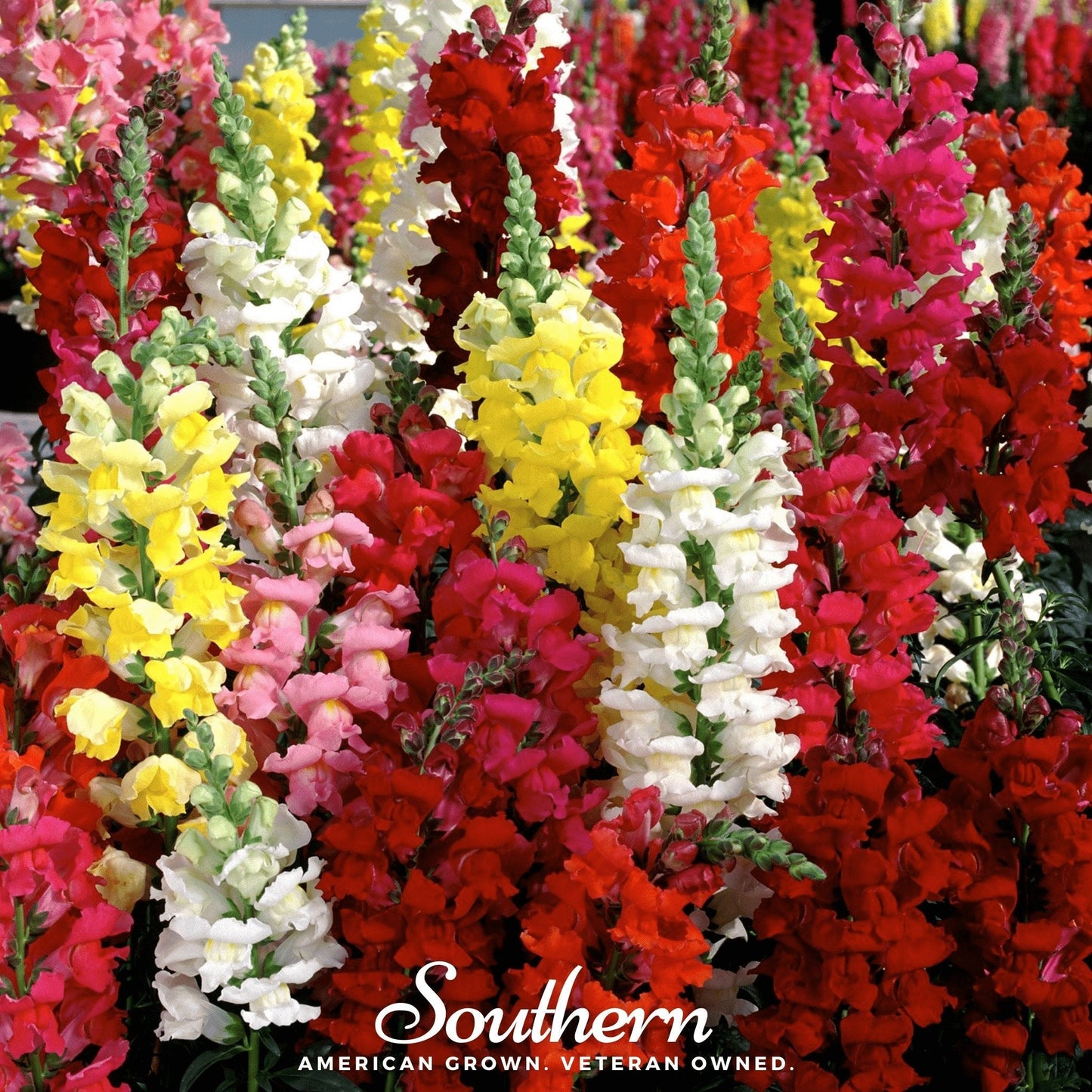 Tetra Snapdragon Mix ā 200 Seeds