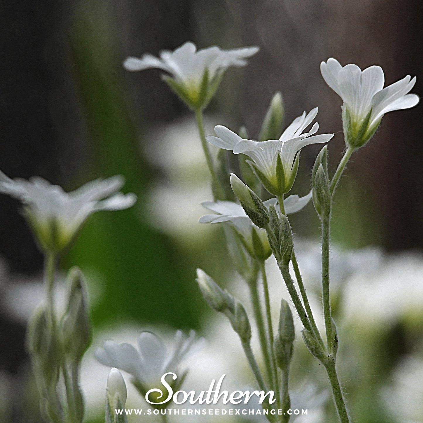 Snow in Summer Chickweed ā 100 Seeds