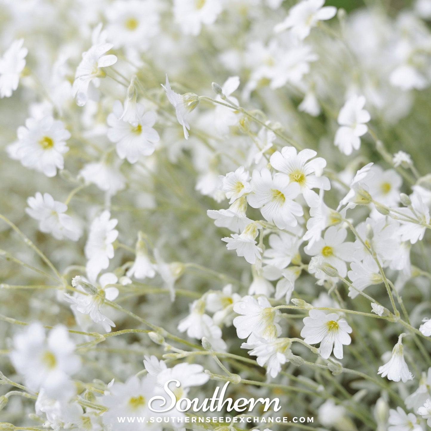 Snow in Summer Chickweed ā 100 Seeds