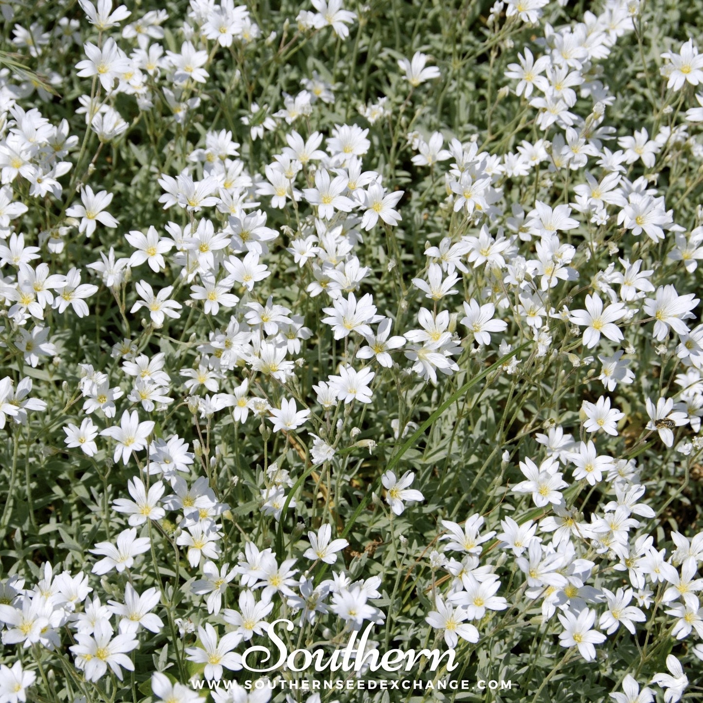Snow in Summer Chickweed ā 100 Seeds