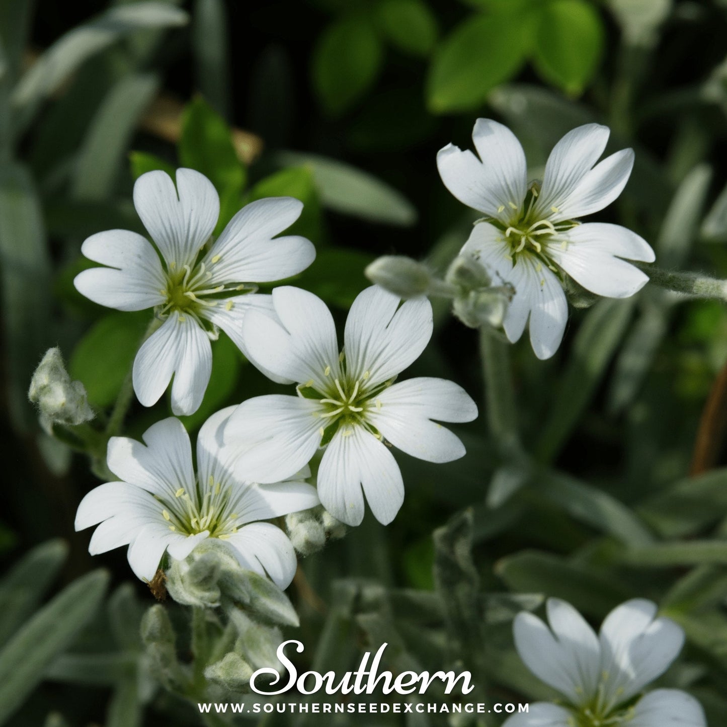 Snow in Summer Chickweed ā 100 Seeds