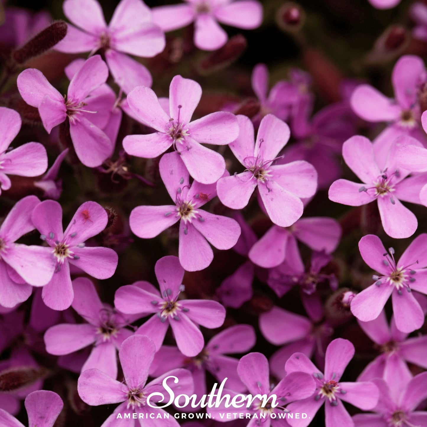 Rock Soapwort ā 100 Seeds