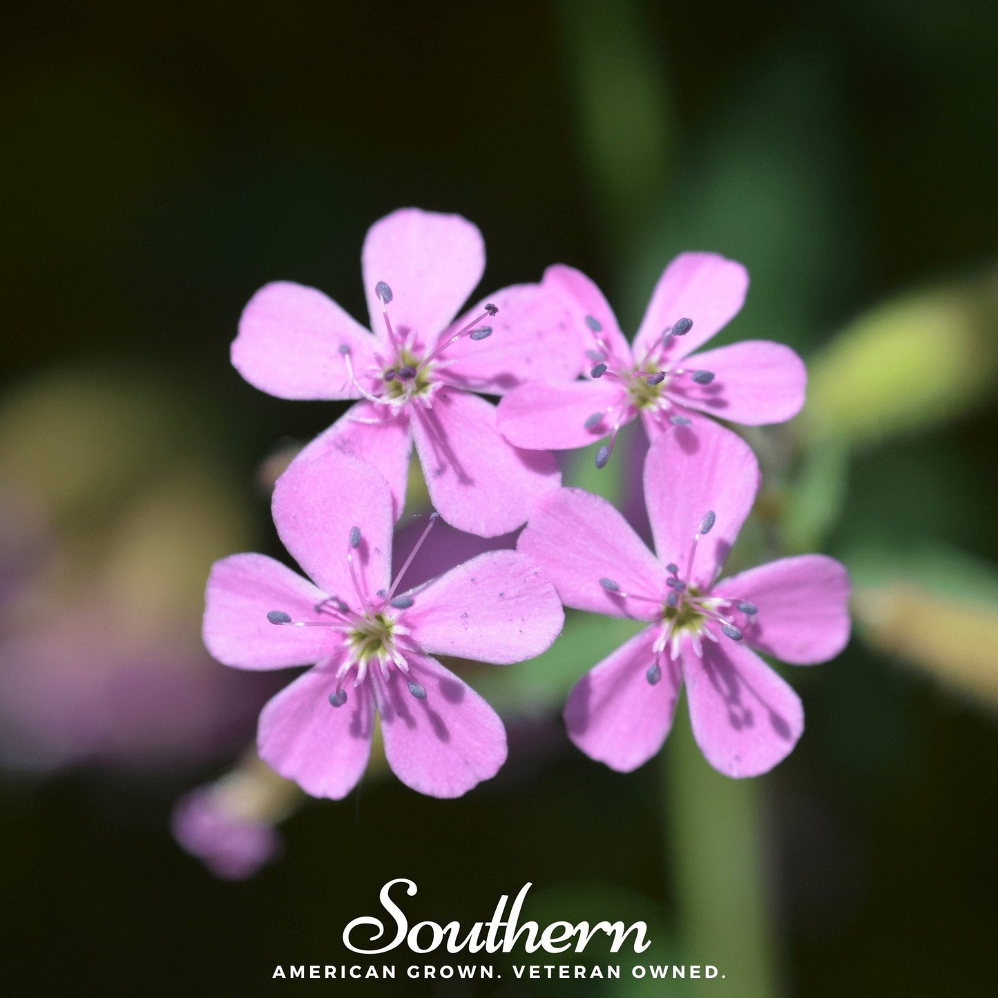Rock Soapwort ā 100 Seeds