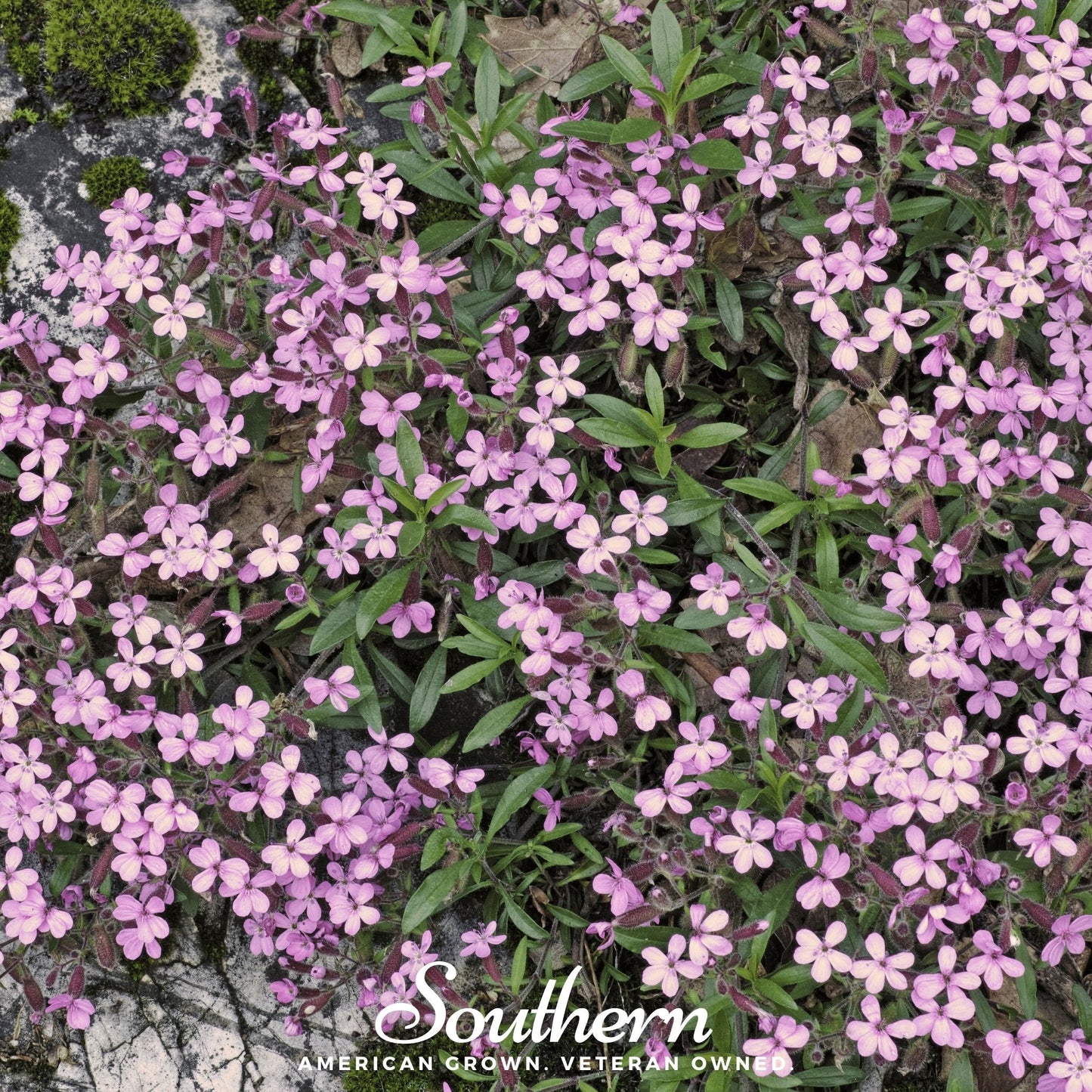 Rock Soapwort ā 100 Seeds