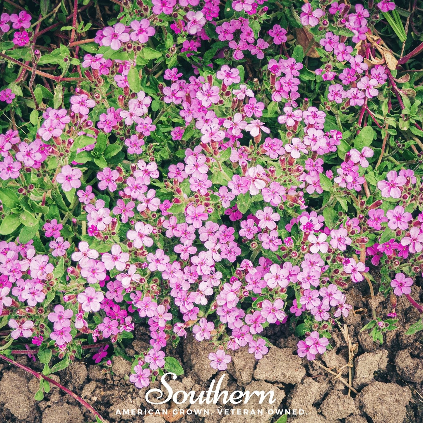 Rock Soapwort ā 100 Seeds