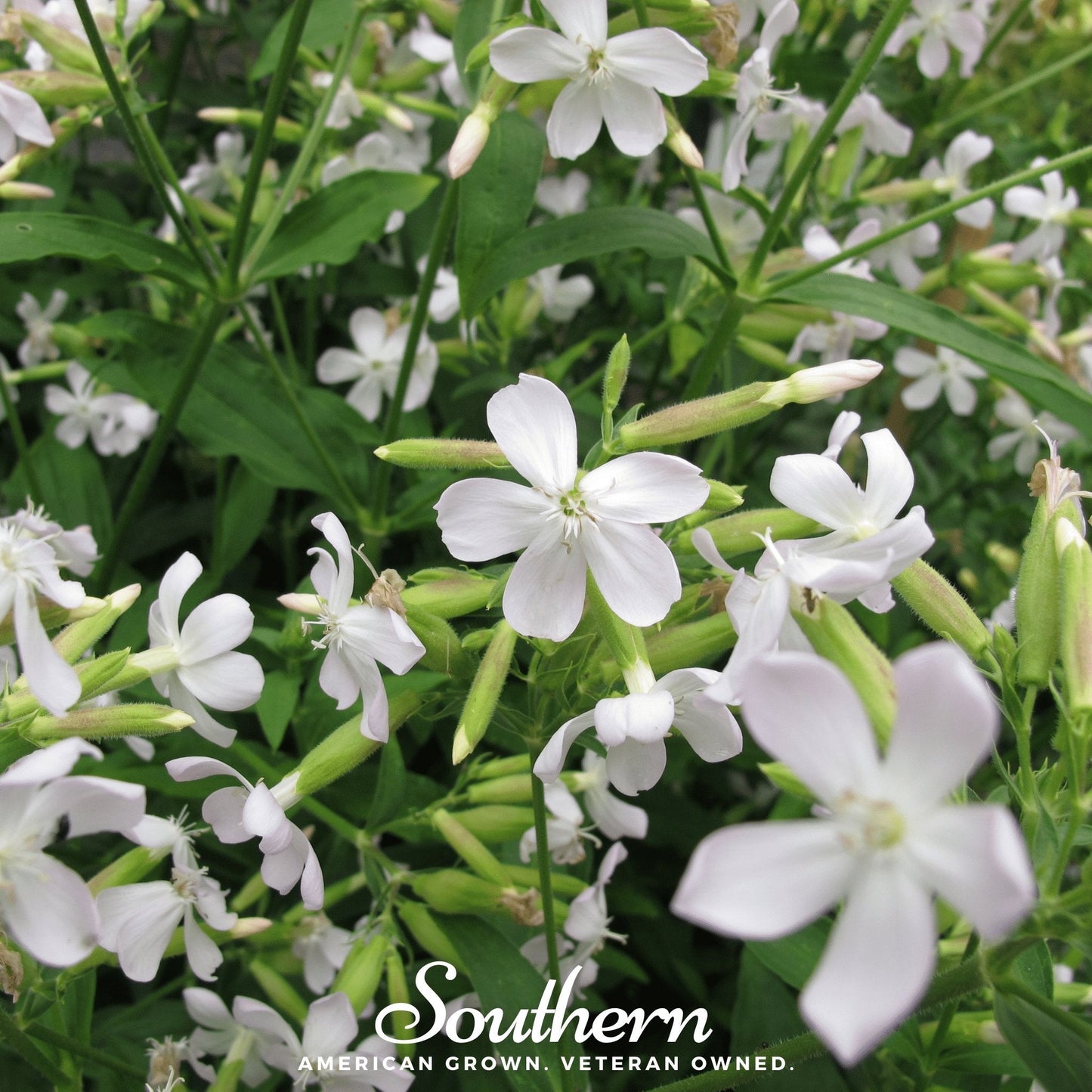 Soapwort ā 100 Seeds