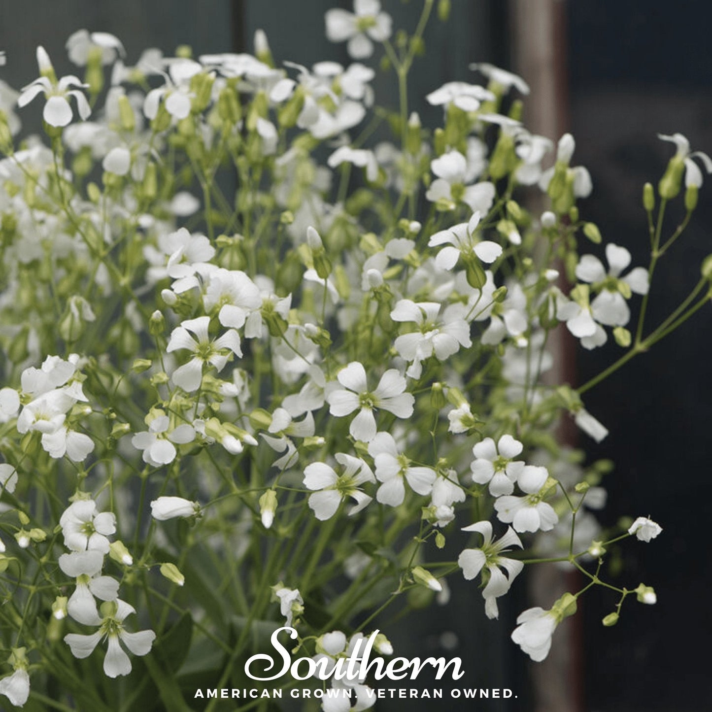 Soapwort ā 100 Seeds