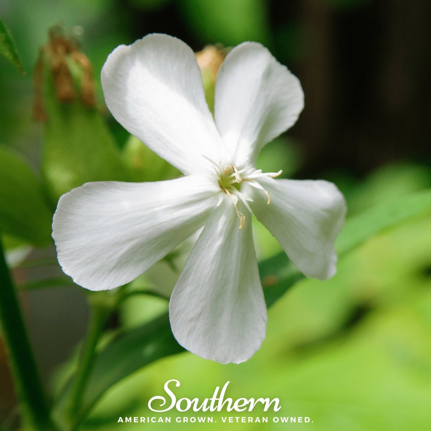 Soapwort ā 100 Seeds