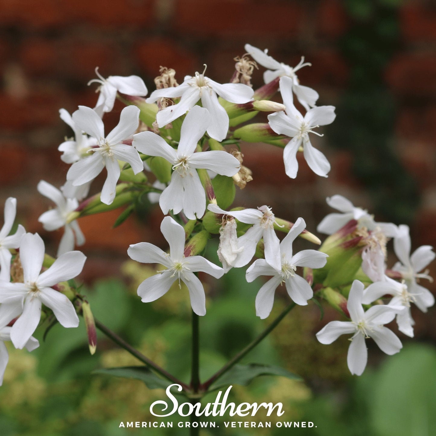 Soapwort ā 100 Seeds
