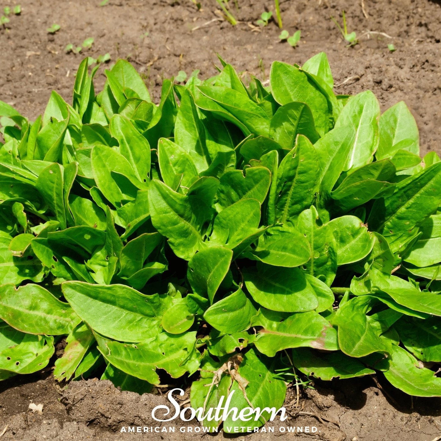 Garden Sorrel ā 200 Seeds