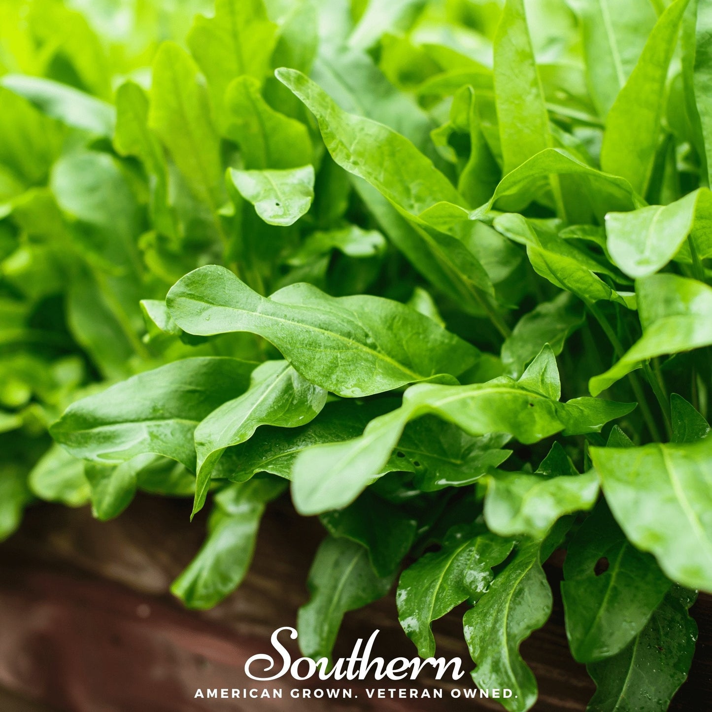 Garden Sorrel ā 200 Seeds