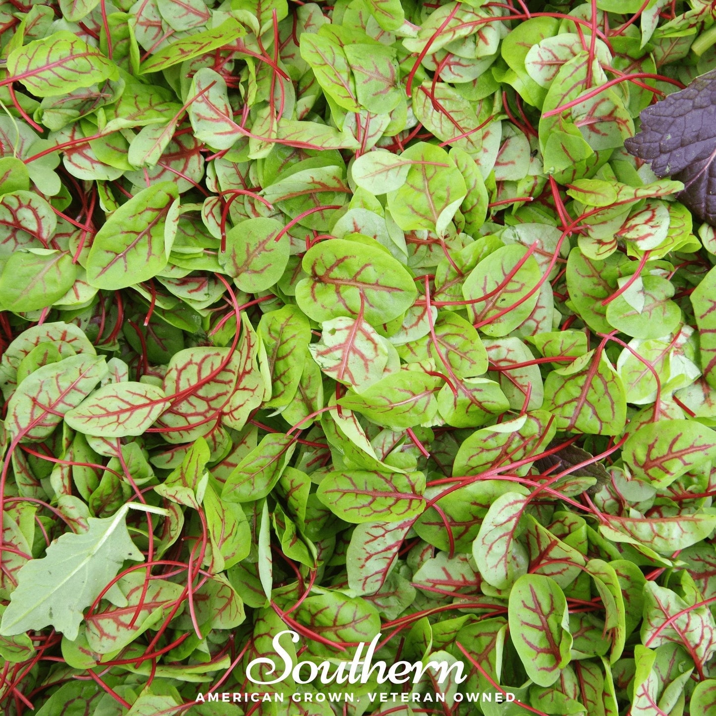 Red Veined Sorrel ā 200 Seeds