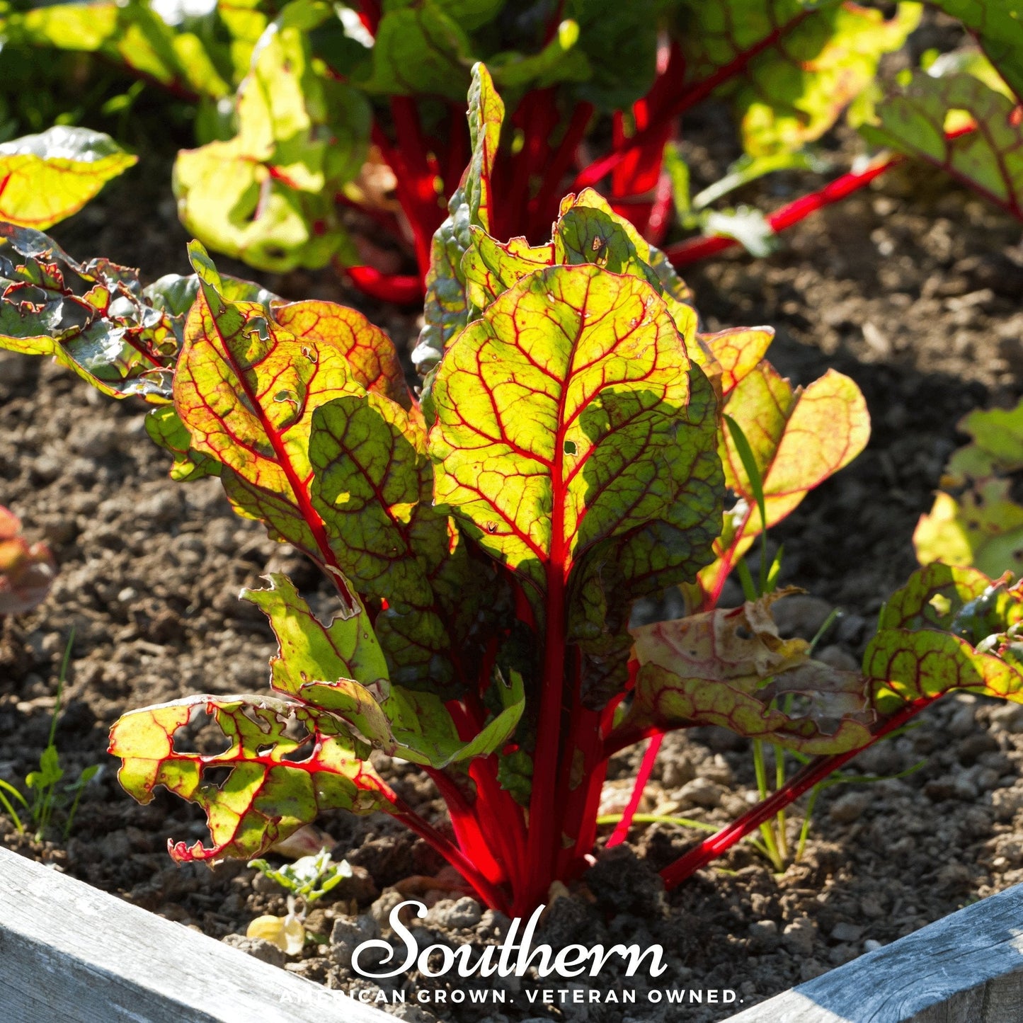 Red Veined Sorrel ā 200 Seeds
