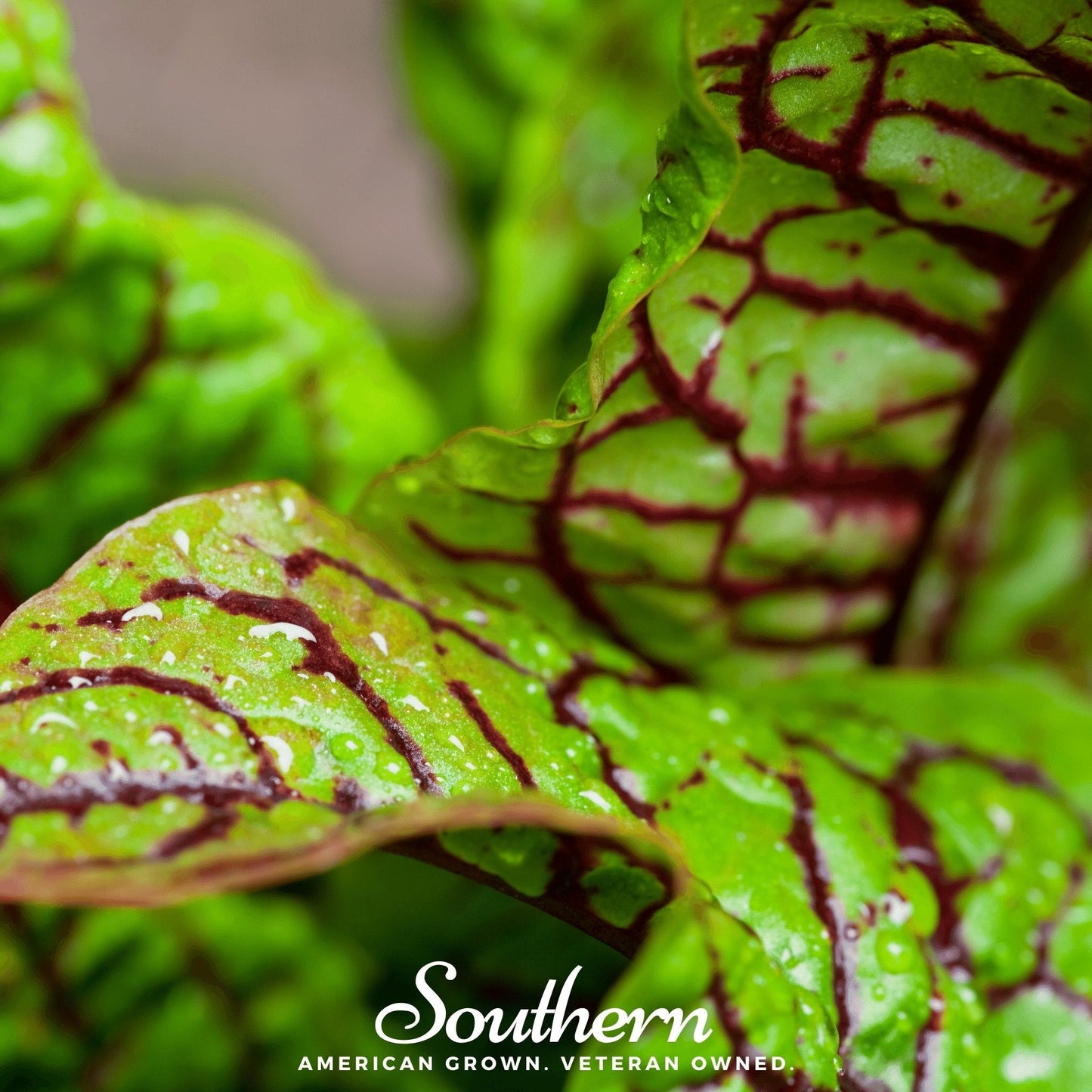 Red Veined Sorrel ā 200 Seeds