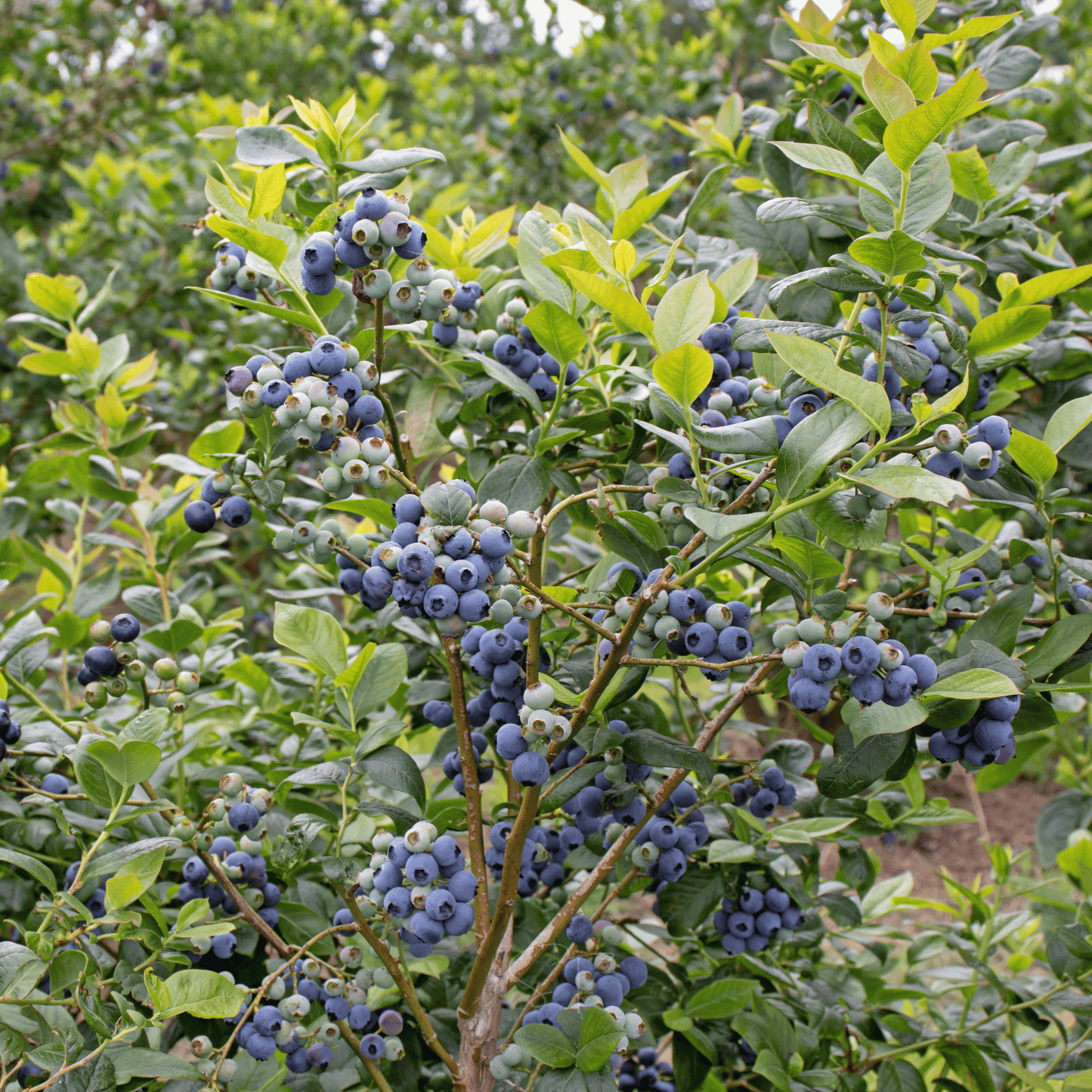 Southern Highbush Blueberry ā 50 Seeds
