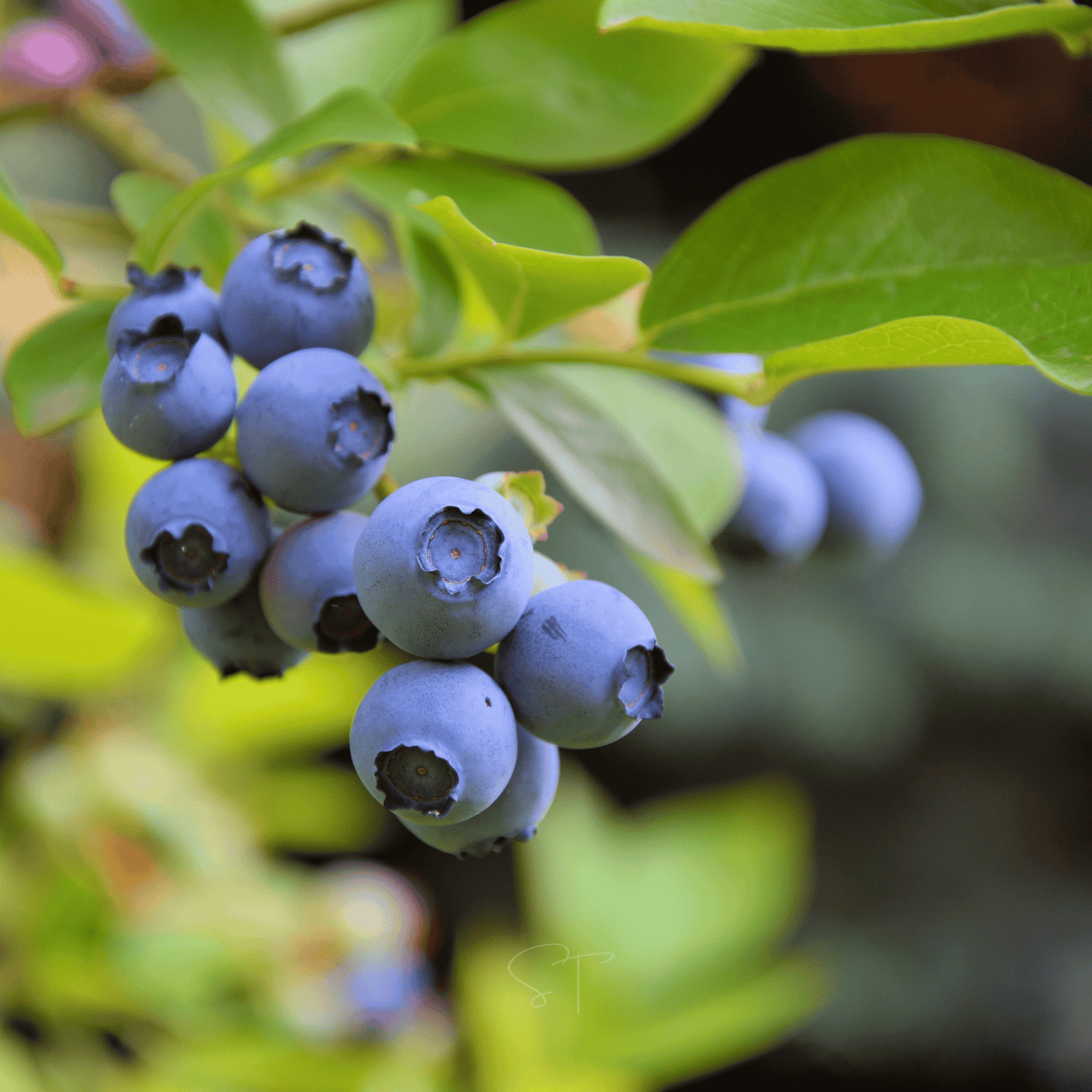 Southern Highbush Blueberry ā 50 Seeds