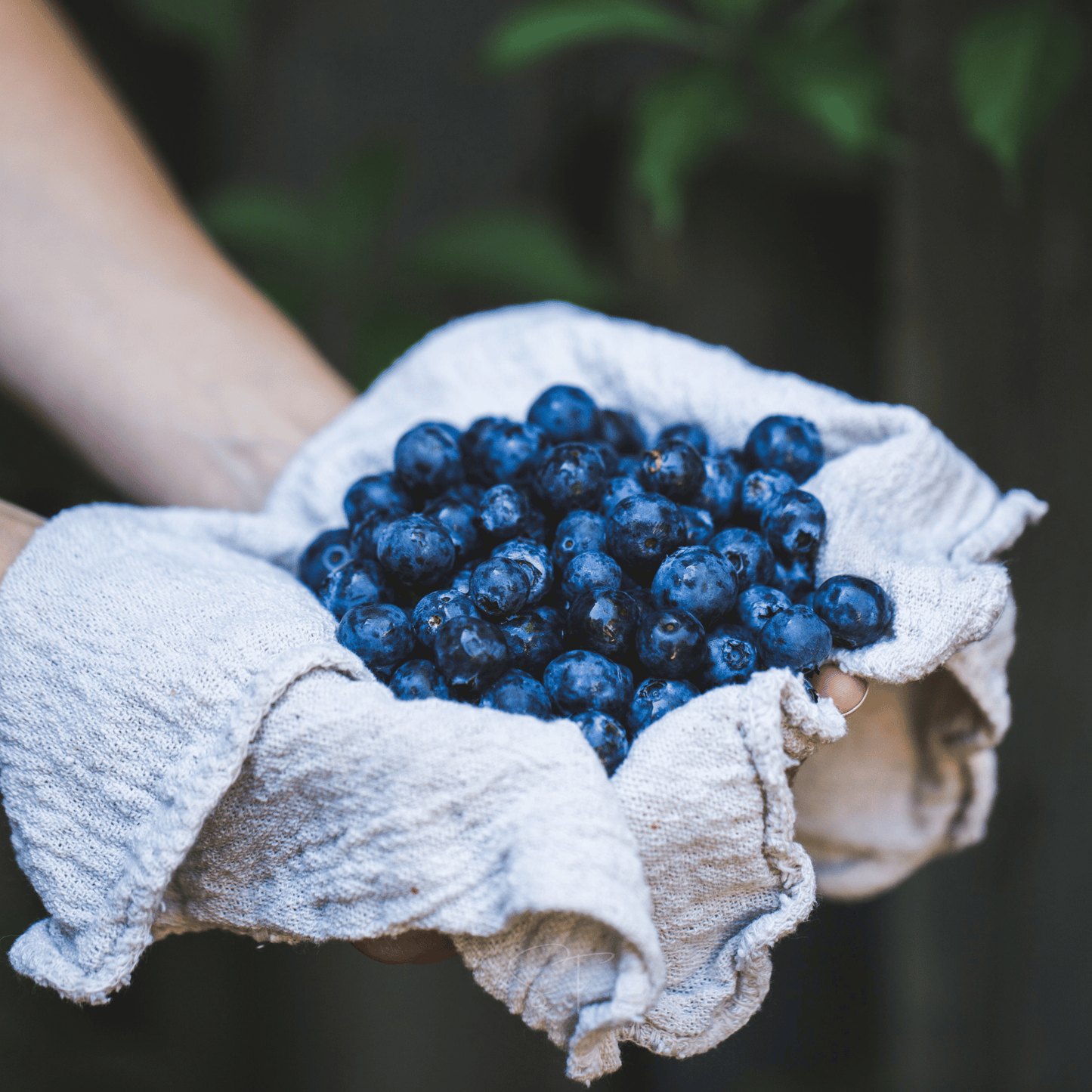 Southern Highbush Blueberry ā 50 Seeds