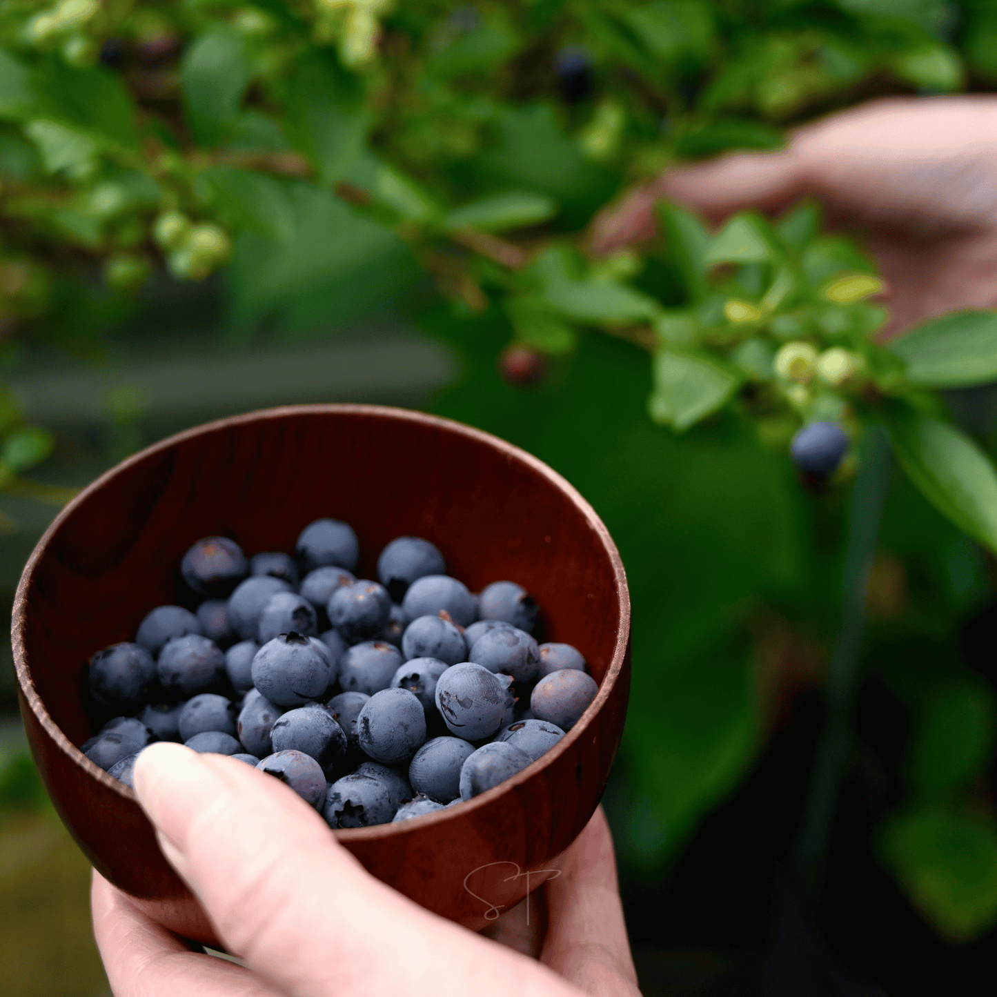 Southern Highbush Blueberry ā 50 Seeds