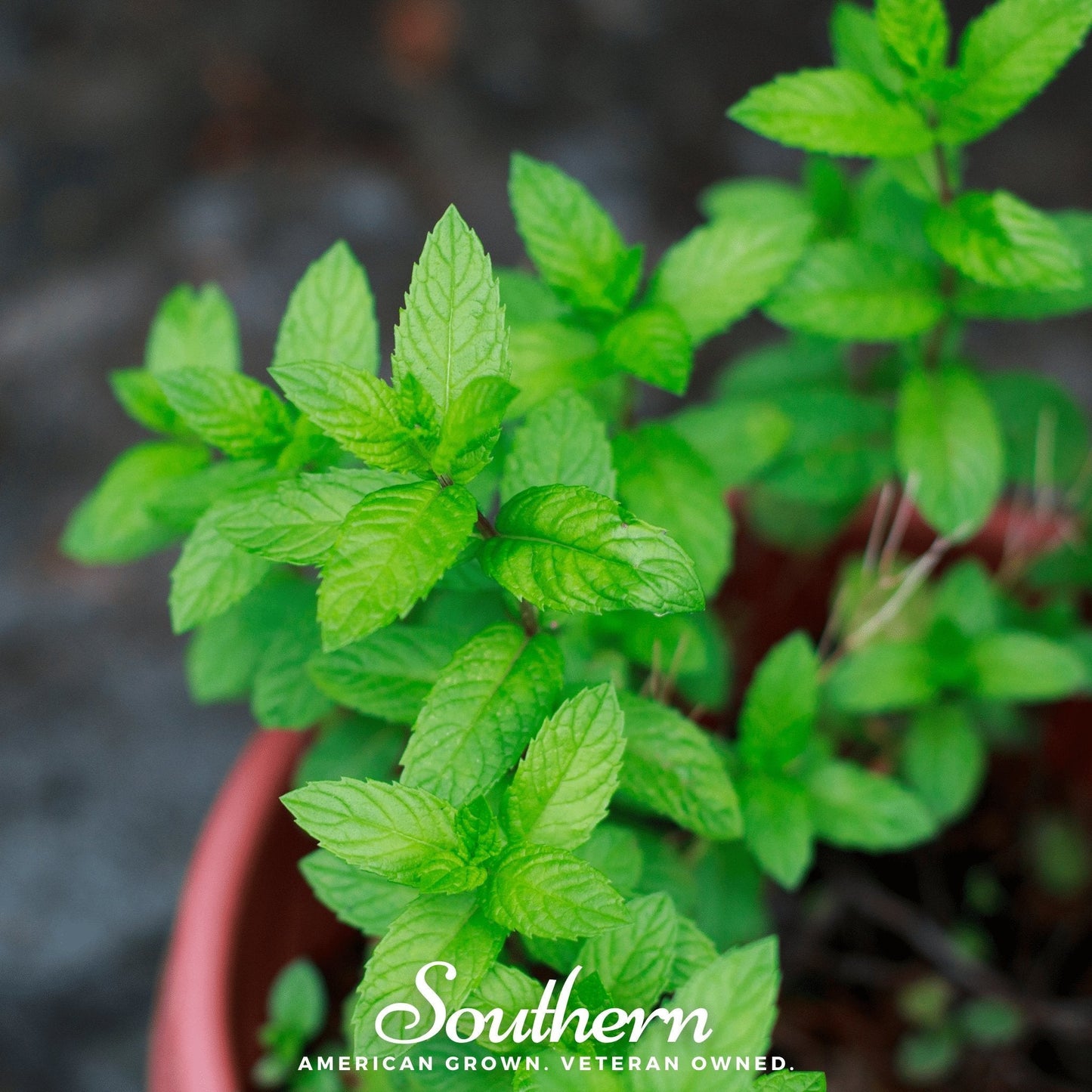 Spearmint ā 200 Seeds