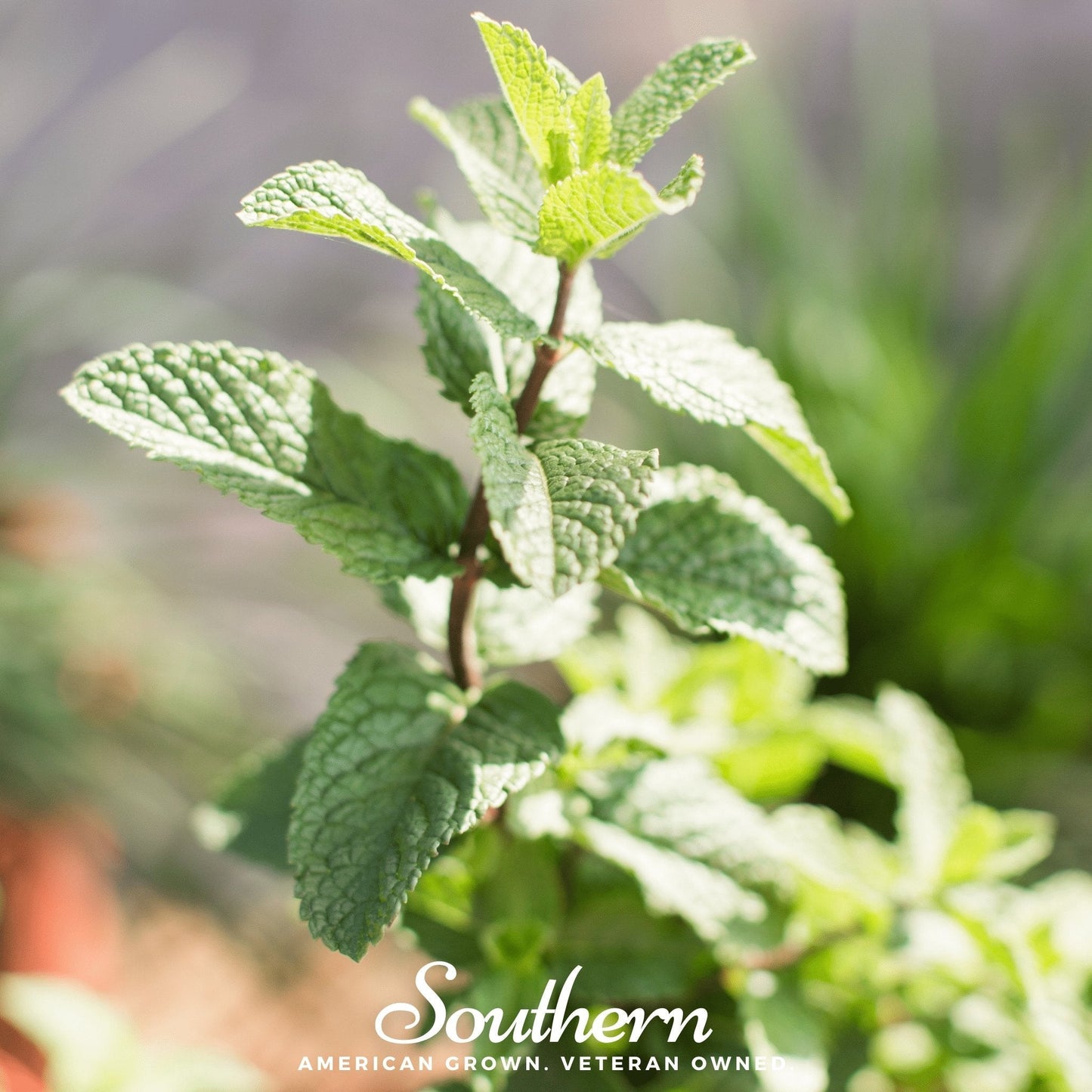 Spearmint ā 200 Seeds