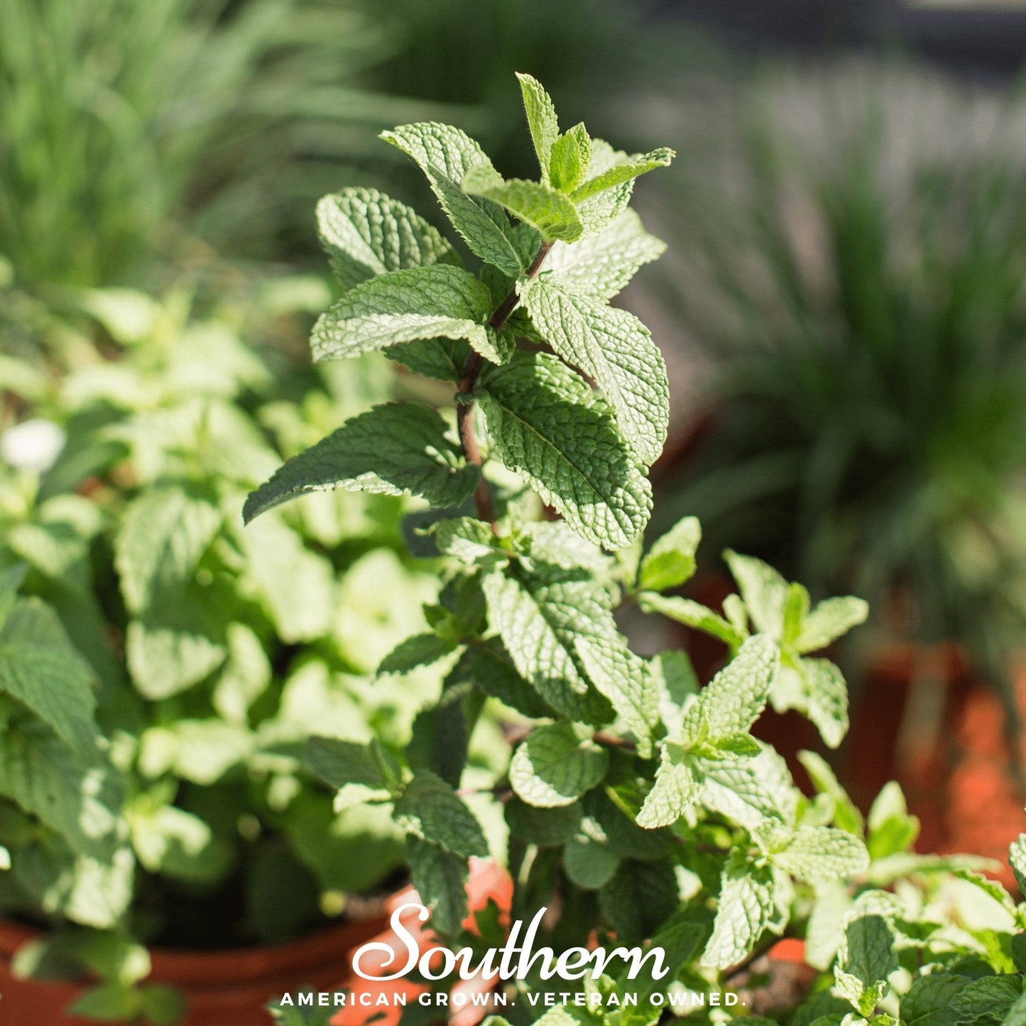 Spearmint ā 200 Seeds