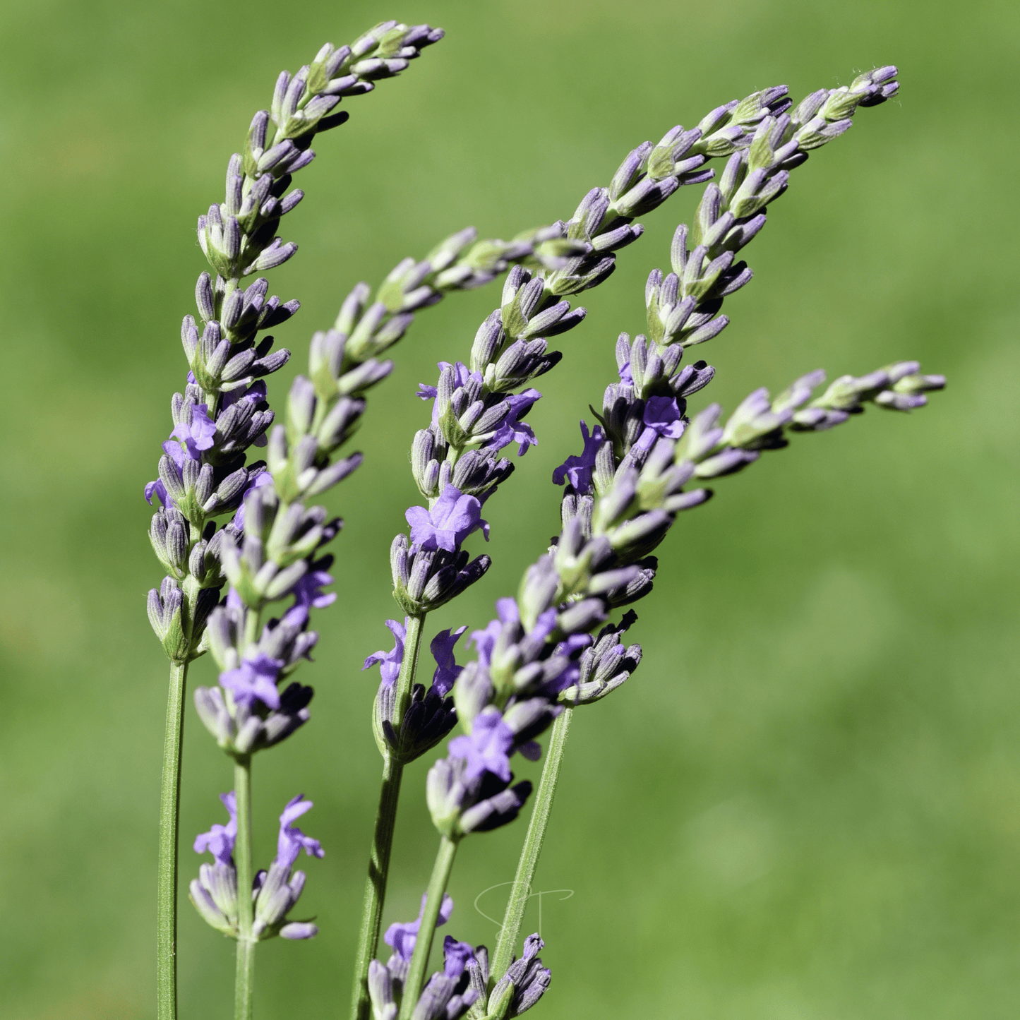 Spike Lavender ā 100 Seeds