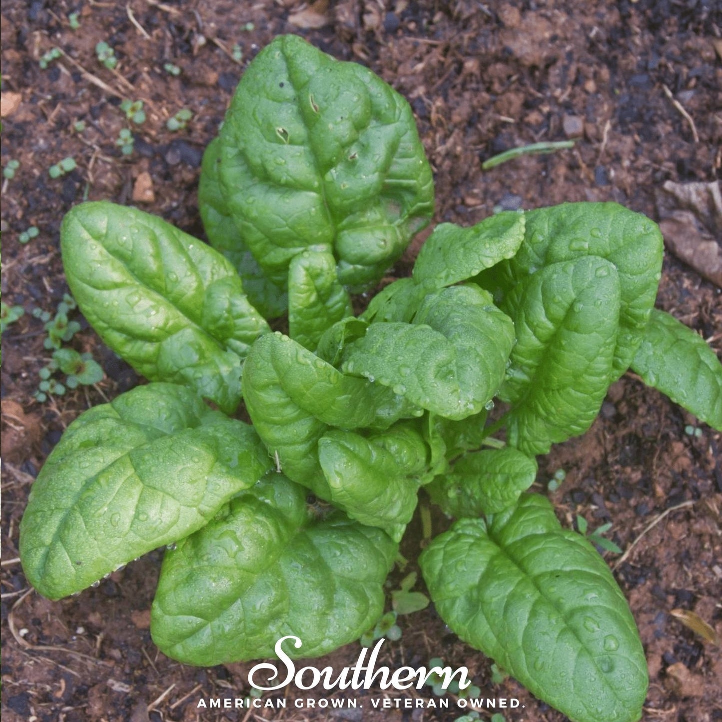 Bloomsdale Spinach ā 150 Seeds