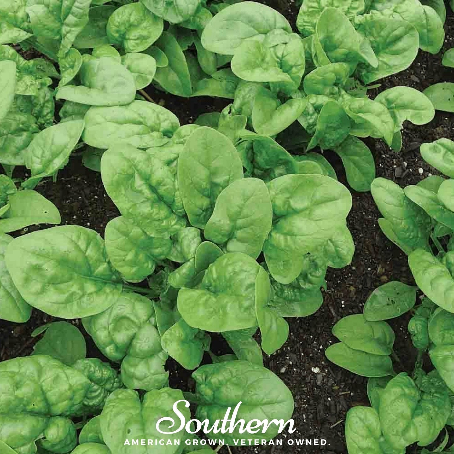 Bloomsdale Spinach ā 150 Seeds