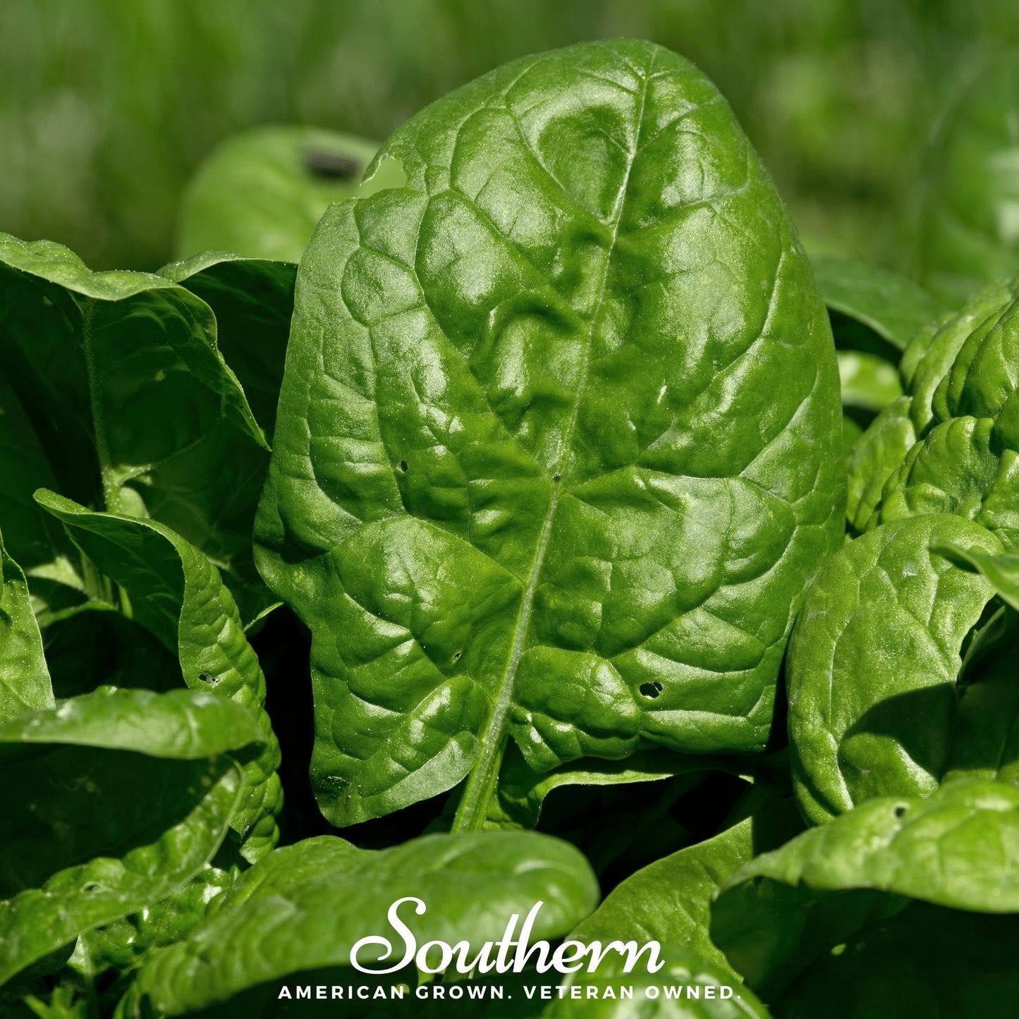 Bloomsdale Spinach ā 150 Seeds