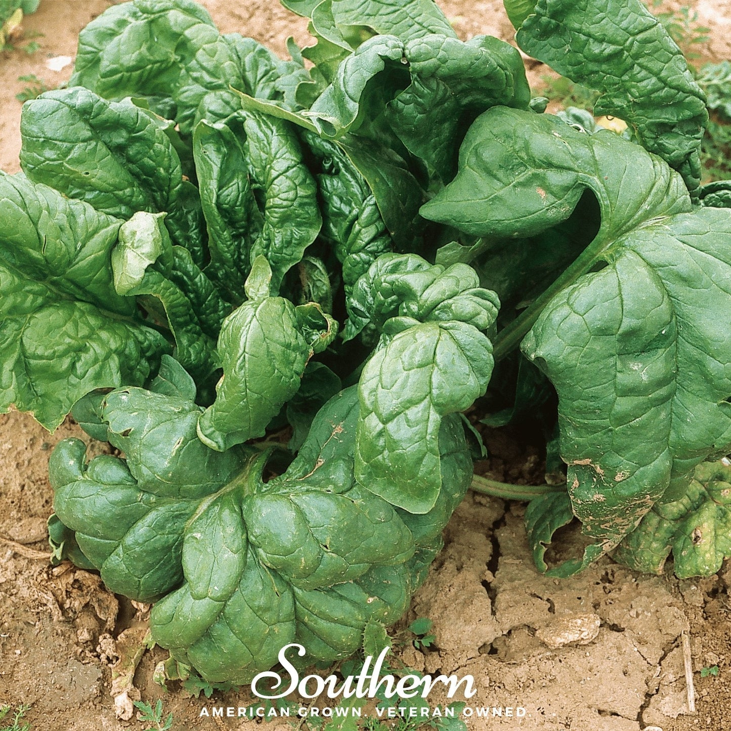 Giant Noble Spinach ā 150 Seeds