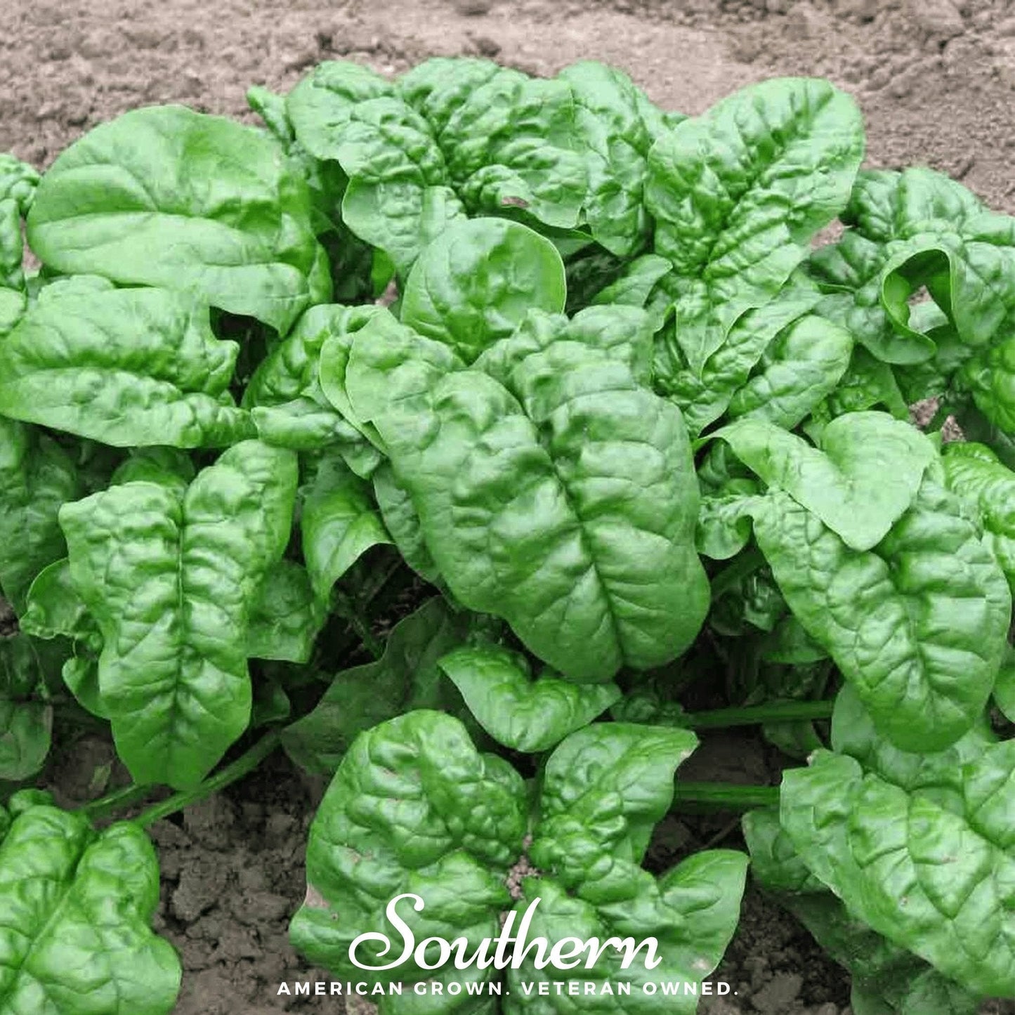 Giant Noble Spinach ā 150 Seeds