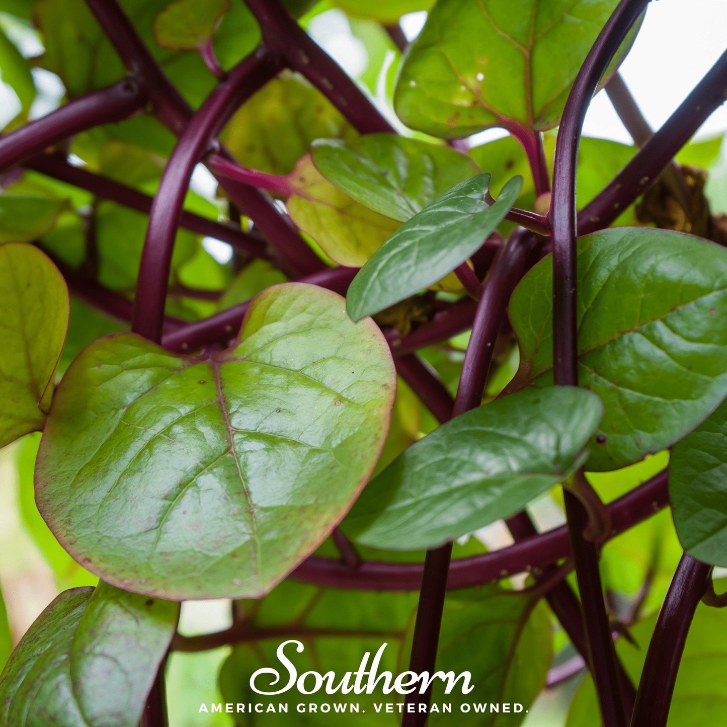 Malabar Red Spinach ā 50 Seeds