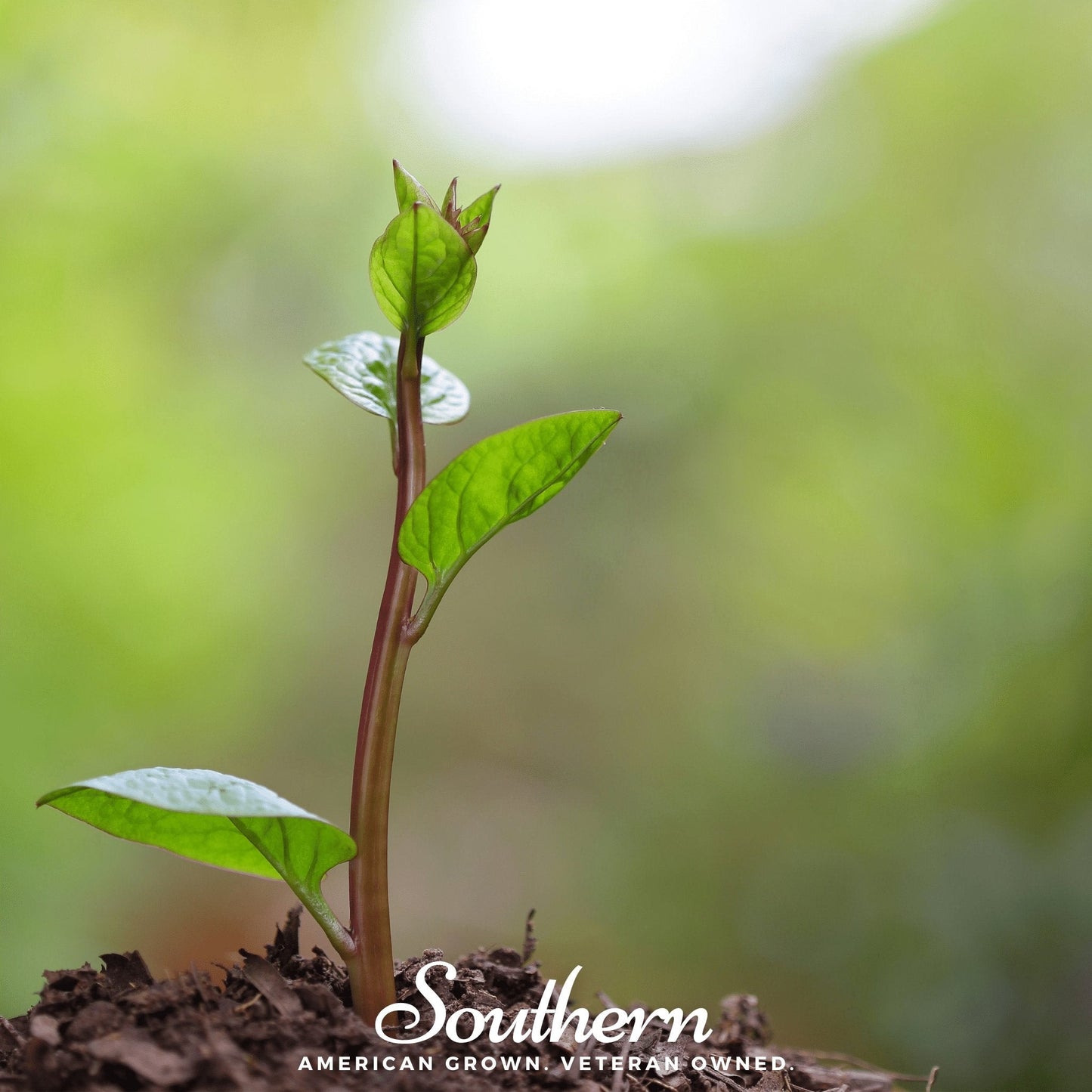 Malabar Red Spinach ā 50 Seeds