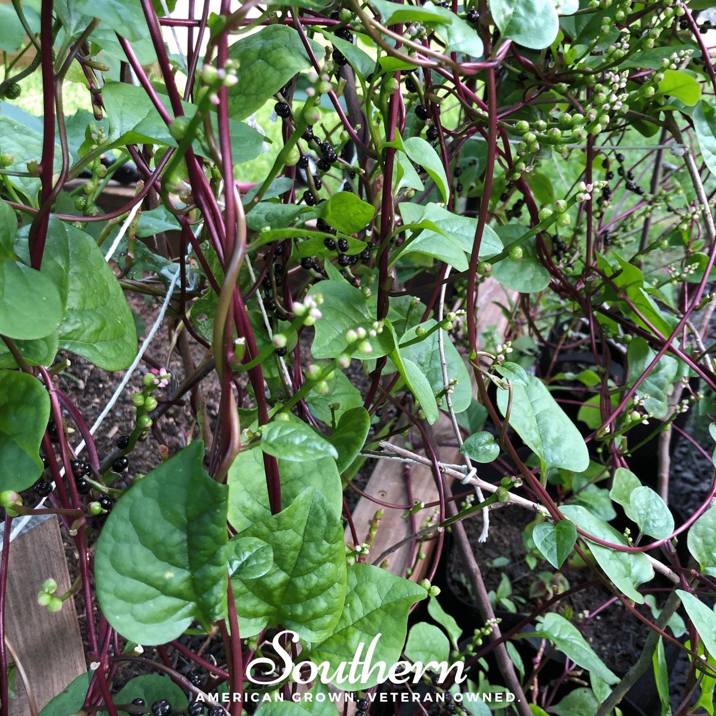 Malabar Red Spinach ā 50 Seeds