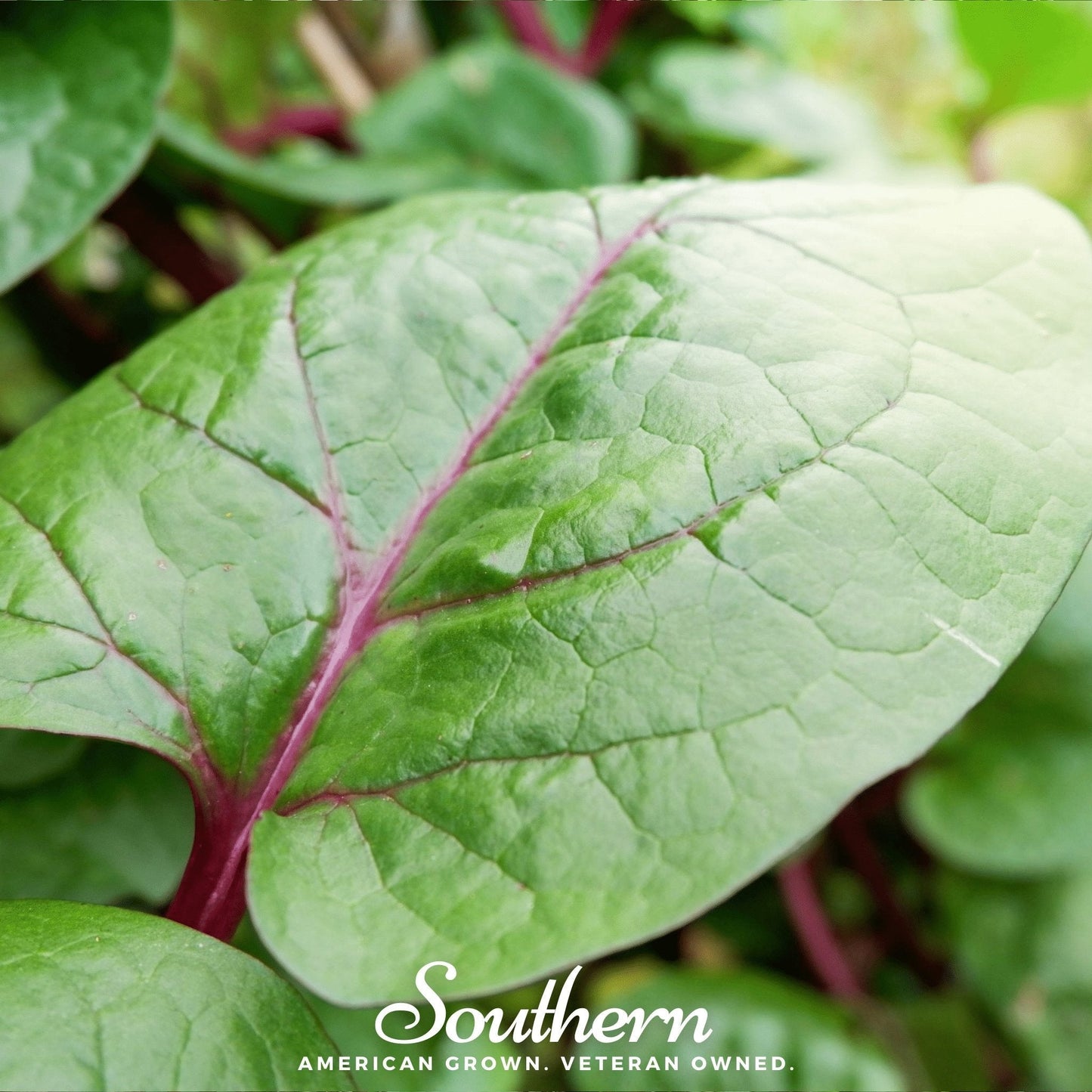 Malabar Red Spinach ā 50 Seeds