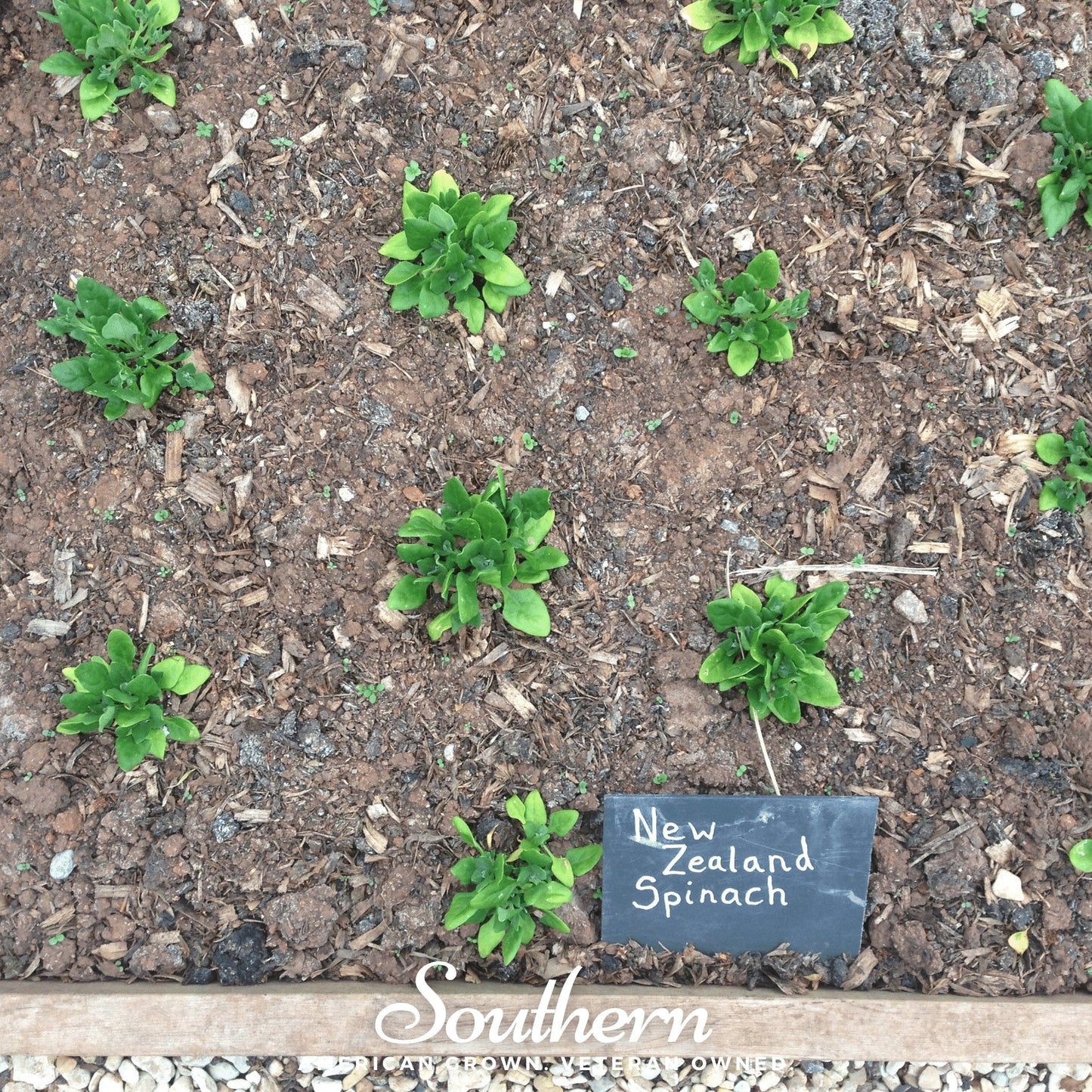New Zealand Spinach ā 30 Seeds
