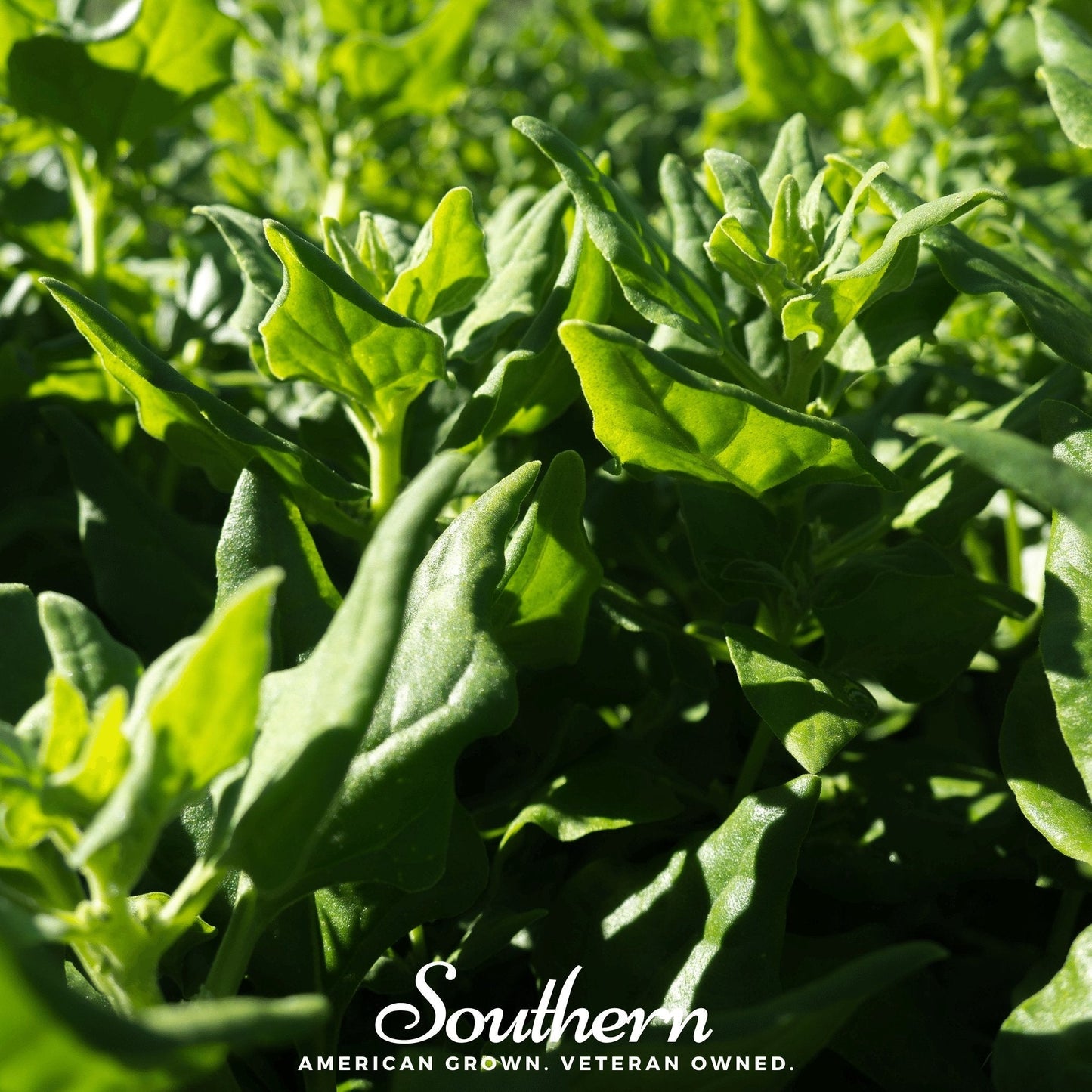 New Zealand Spinach ā 30 Seeds