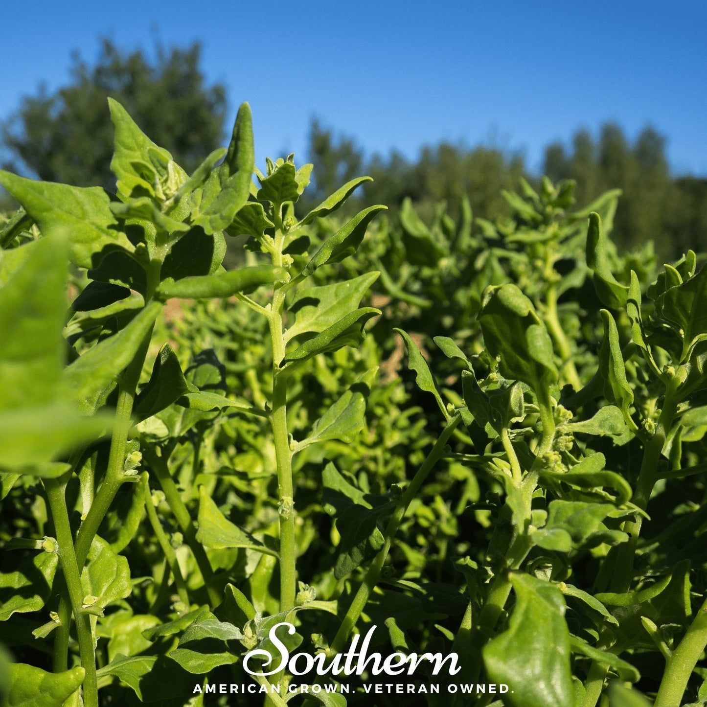 New Zealand Spinach ā 30 Seeds
