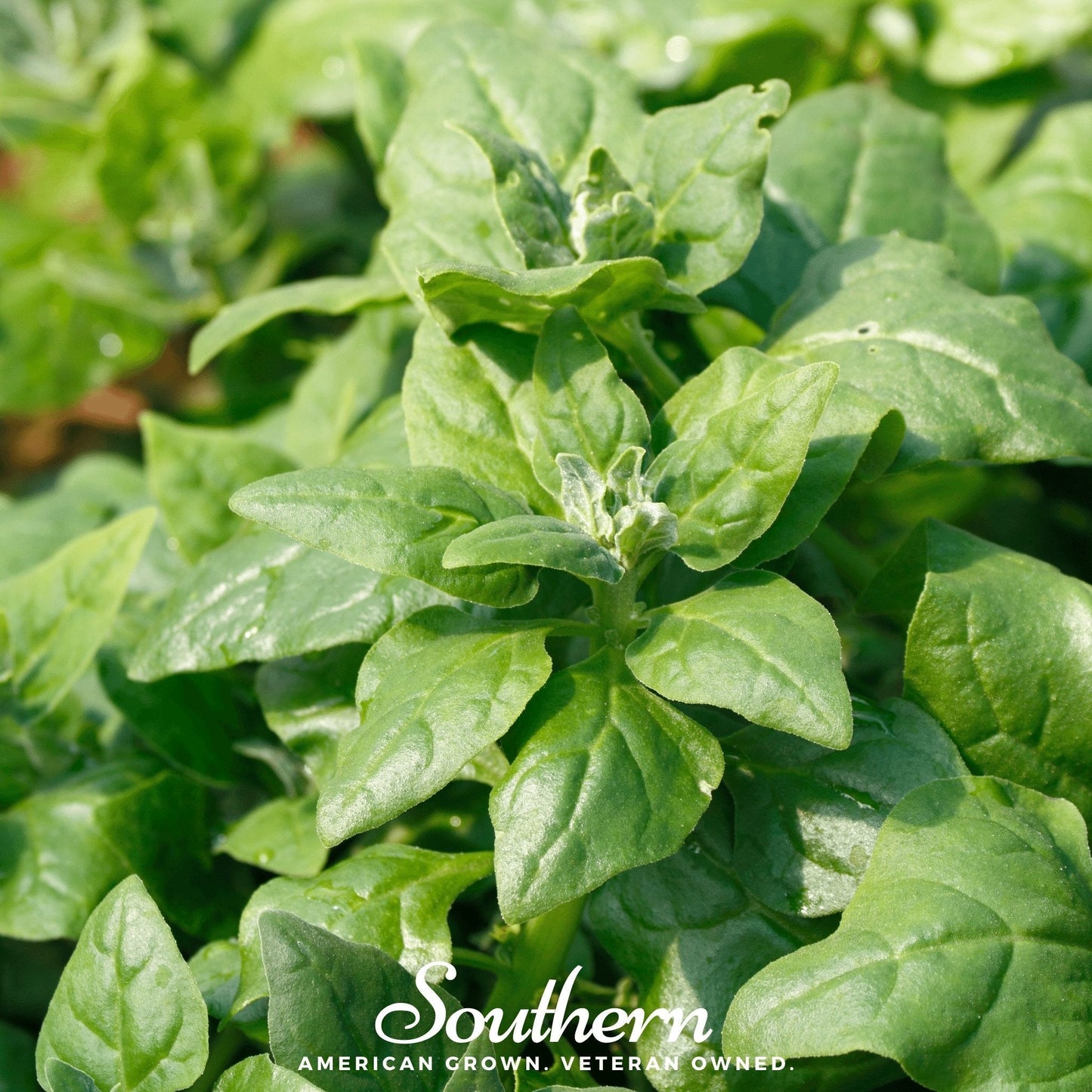 New Zealand Spinach ā 30 Seeds